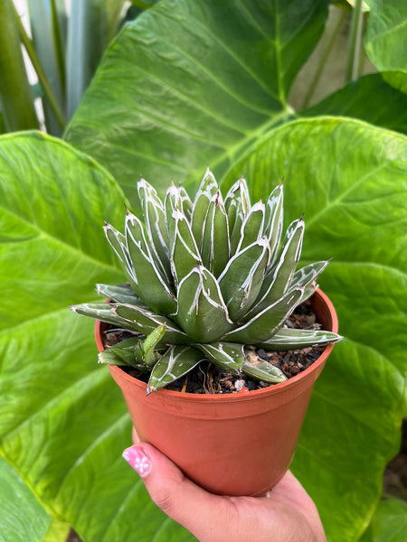 Agave Victoriae-Reginae 'Porcupine' (Large) – Fermosa plants