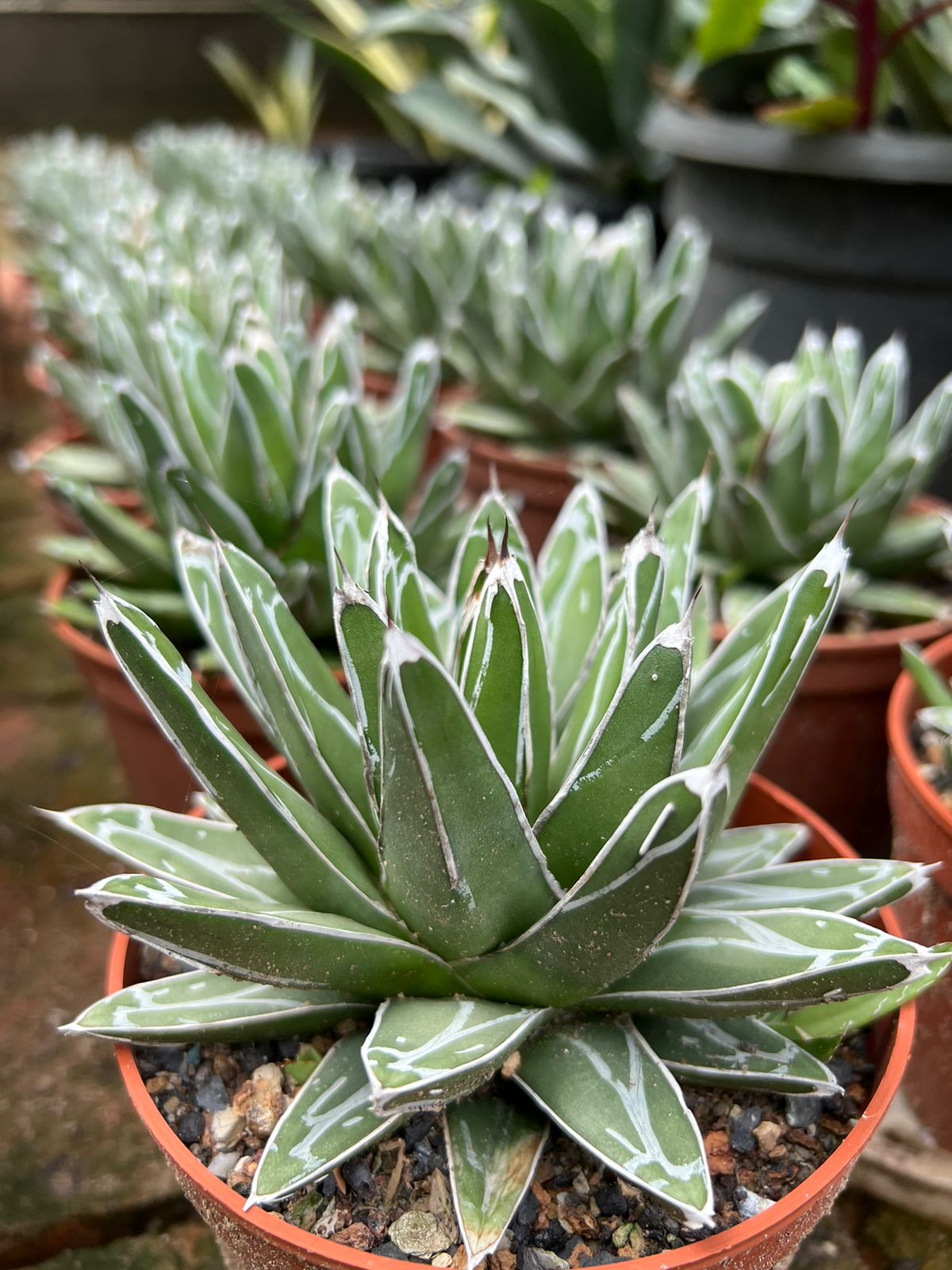 Agave Victoriae-Reginae 'Porcupine' (Large)