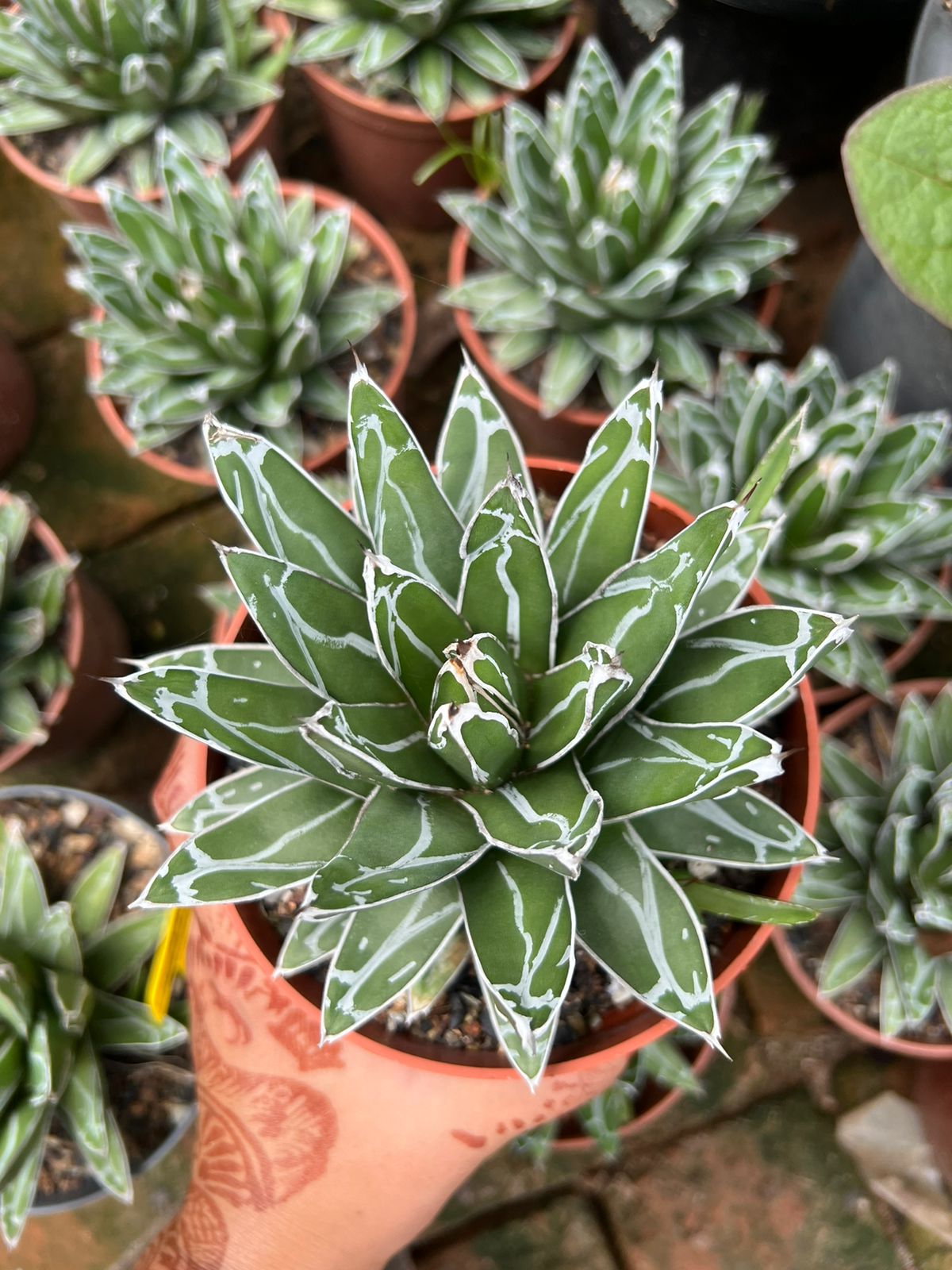 Agave Victoriae-Reginae 'Porcupine' (Large)