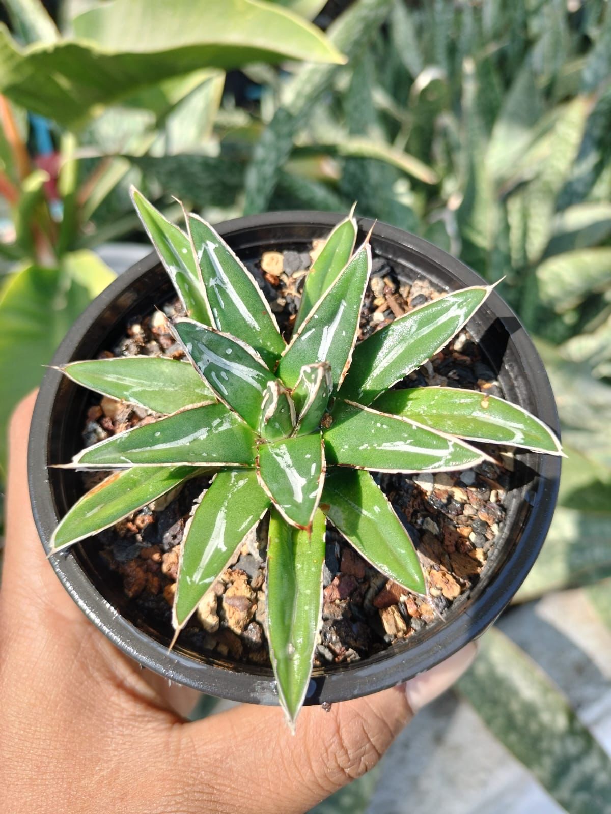 Agave Victoriae-Reginae 'Porcupine' (Small)
