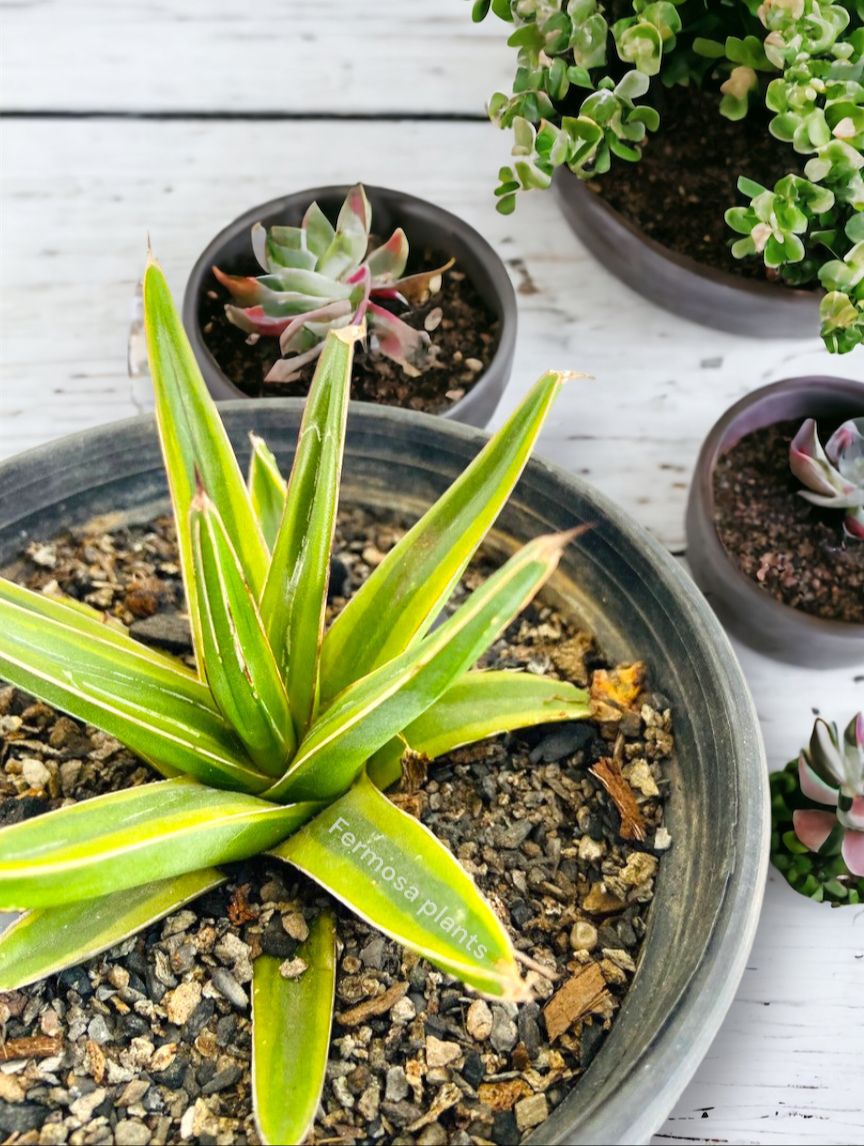 Agave victoriae-reginae 'Lemonade'