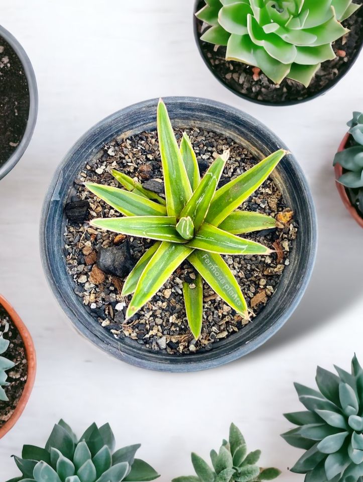 Agave victoriae-reginae 'Lemonade'