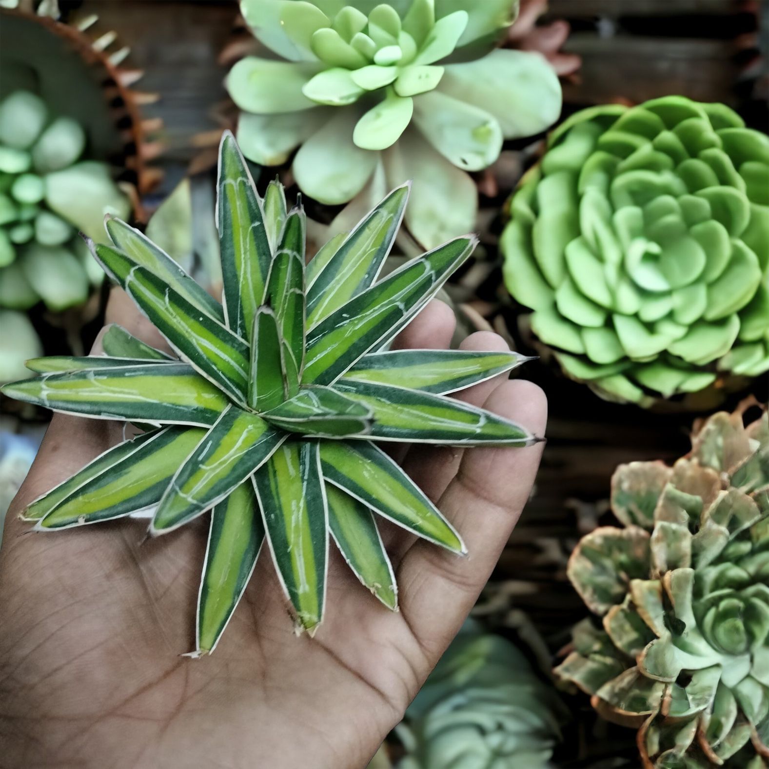 Agave AVR 'Mediopicta'