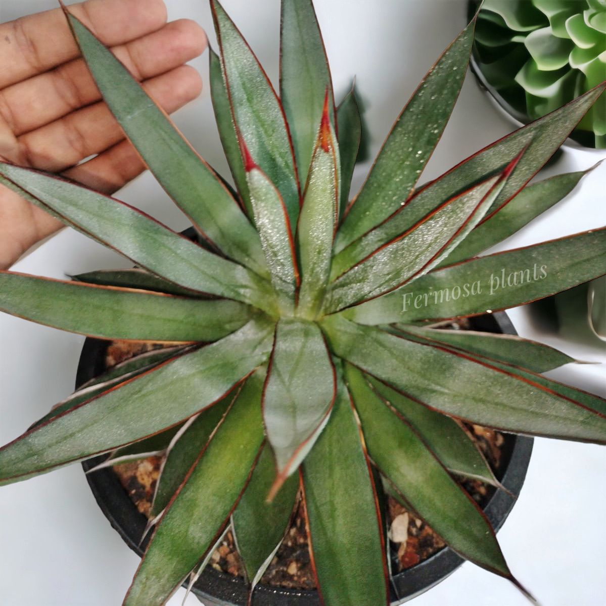 Agave