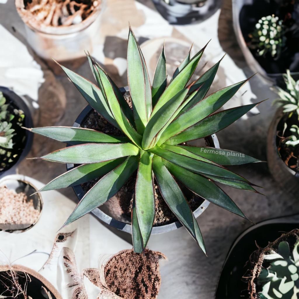 Agave