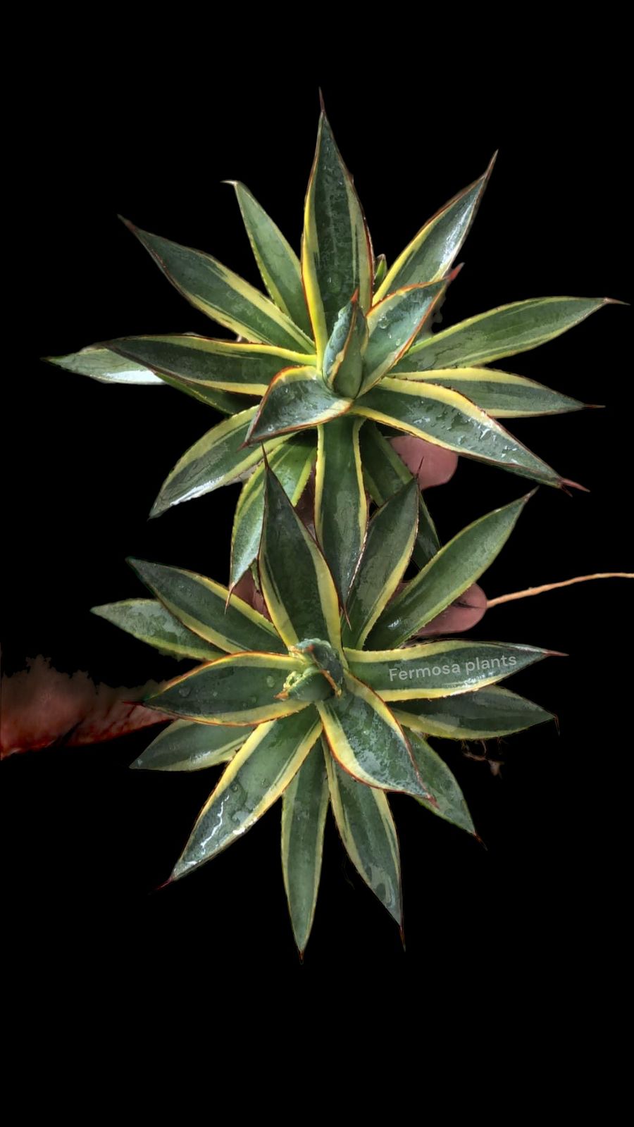 Agave