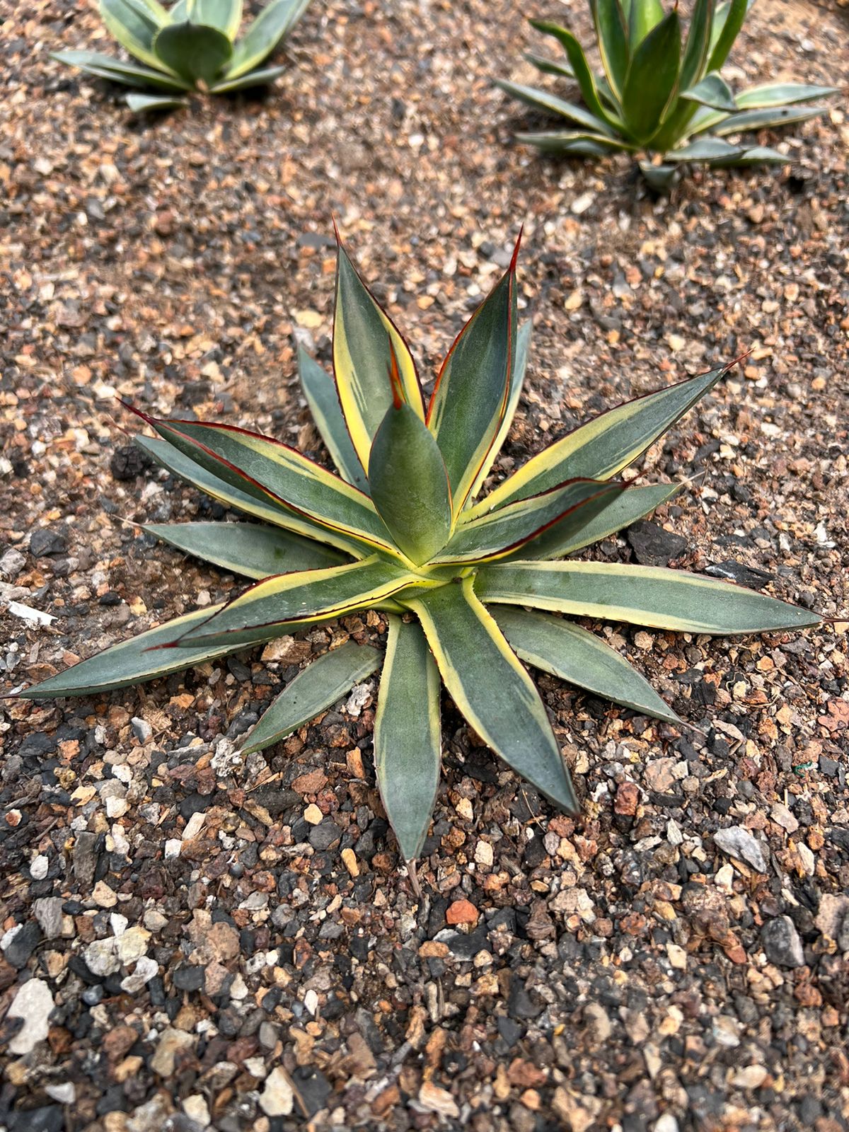 Agave