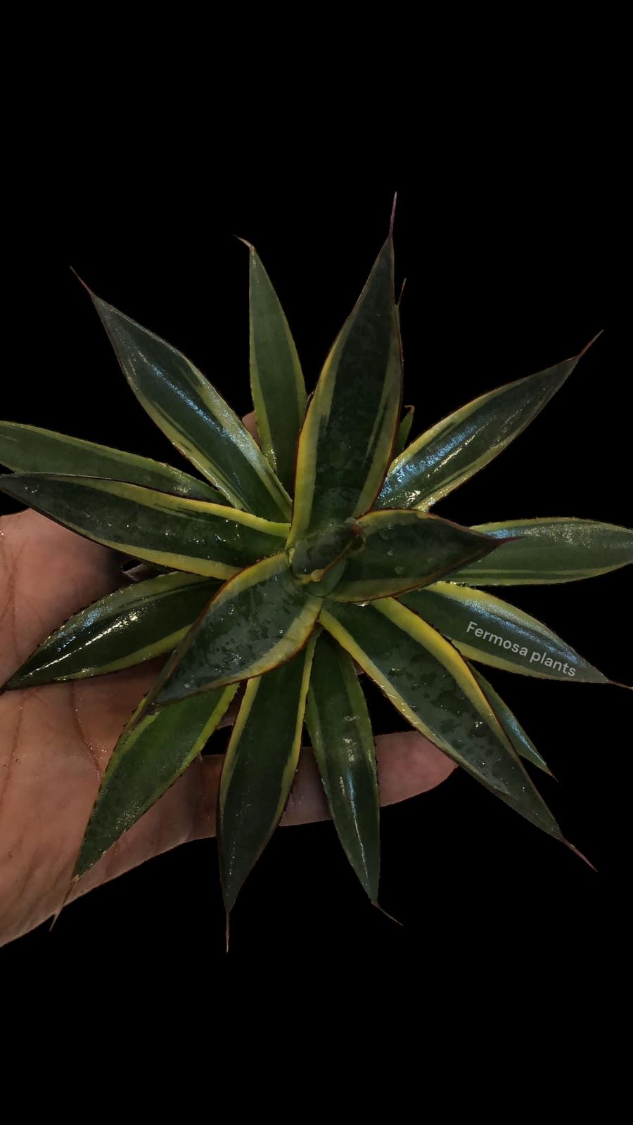 Agave