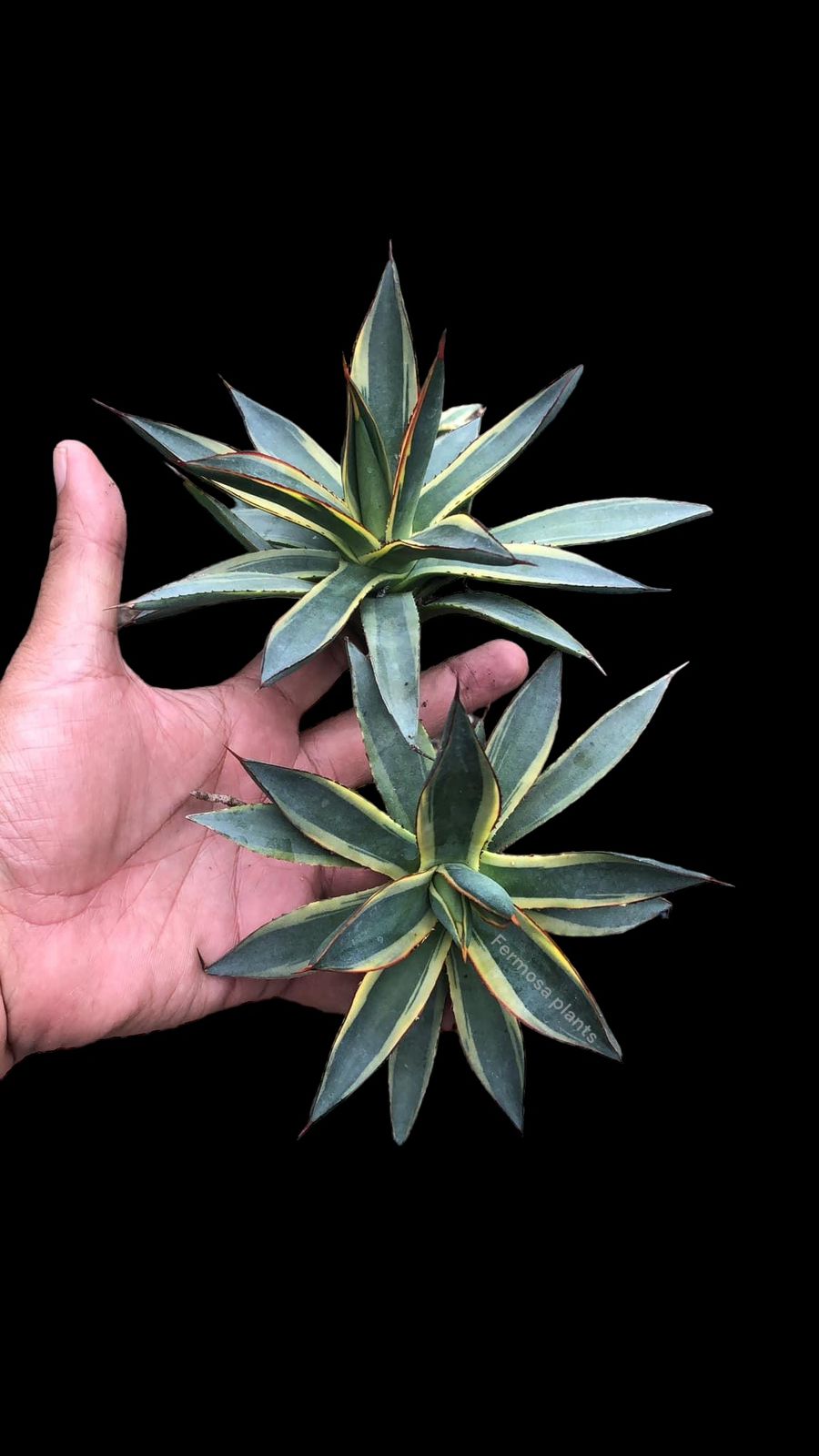 Agave