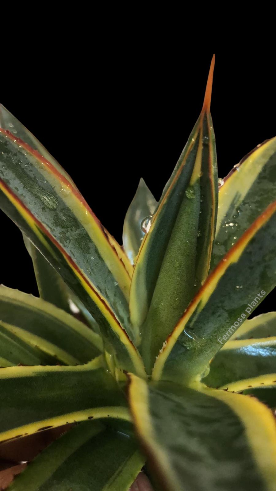 Agave