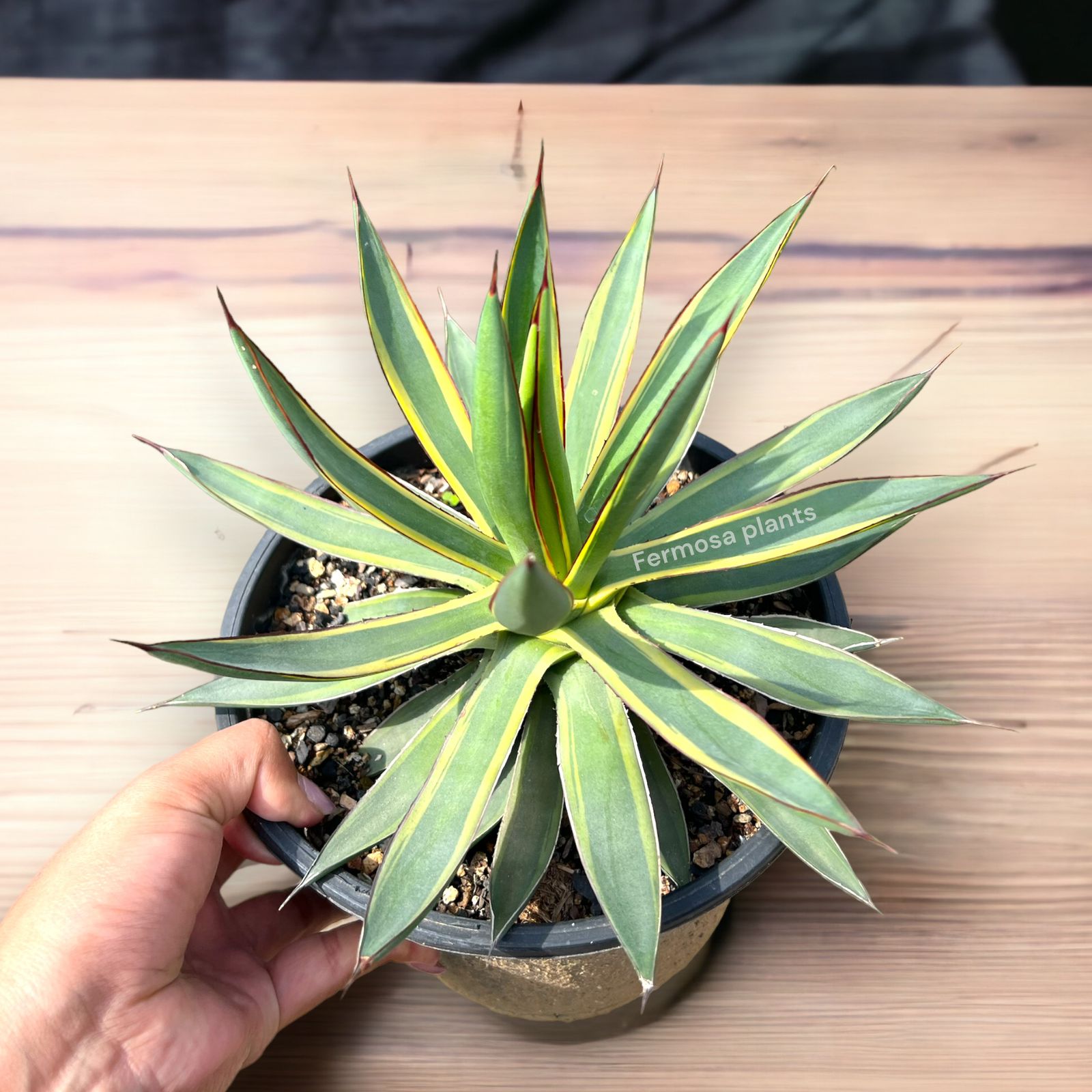 Agave