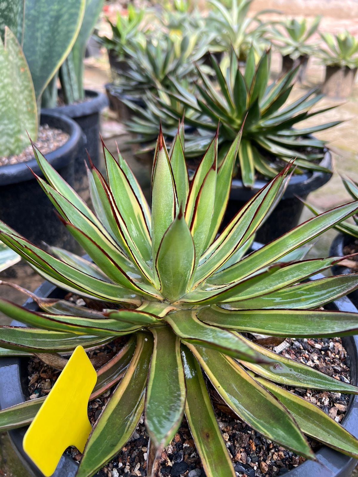 Agave
