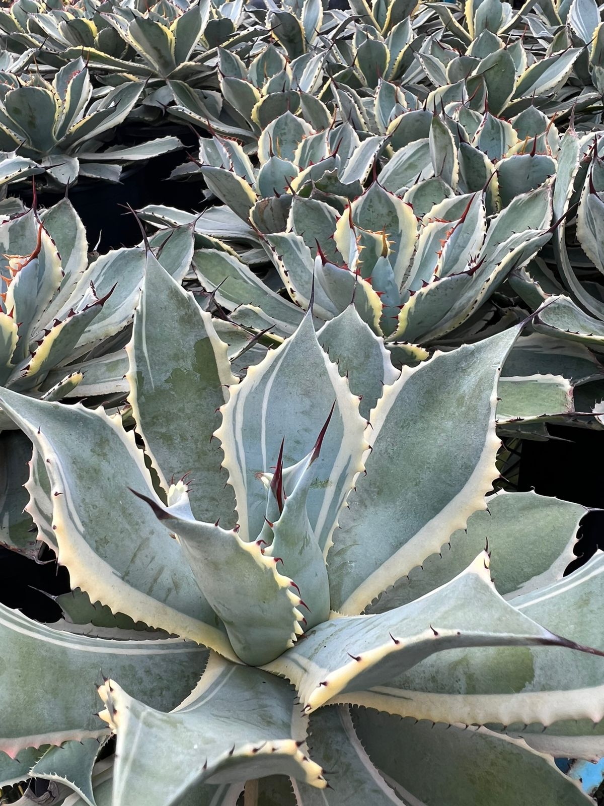 Agave Potatorum