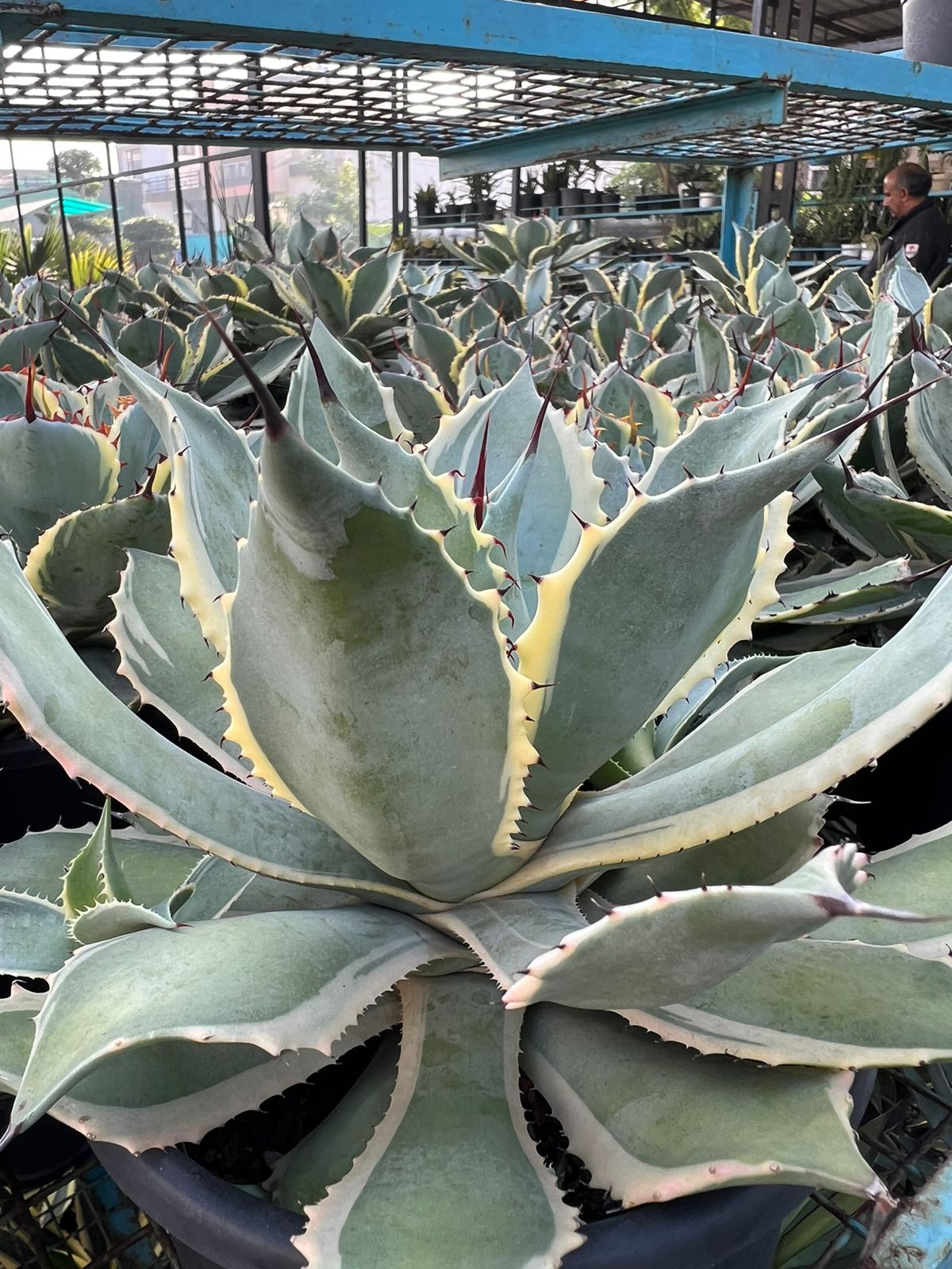 Agave Potatorum