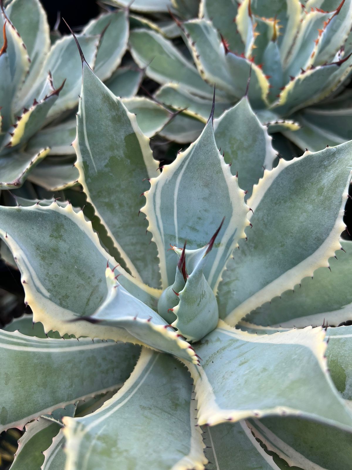 Agave Potatorum