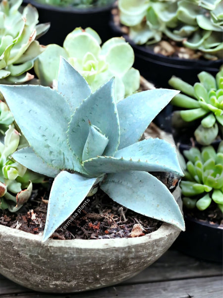 #04 Agave pygmaea Dragon Toes アガベ　ピグマエア　ドラゴントゥース （ チタノタ ブルーボール ホリダ 好きにもオススメ Agave pygmae \u0027Dragon Toes\u0027 - Century Plant (4.5\" Pot) | Little