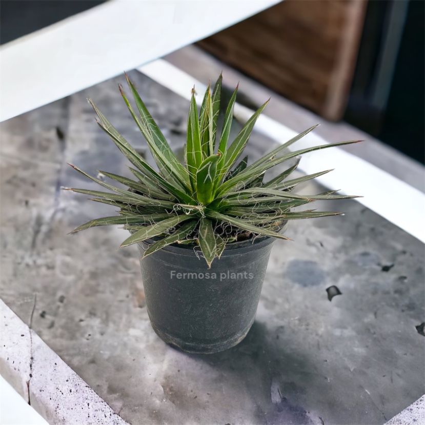 Agave Filifera