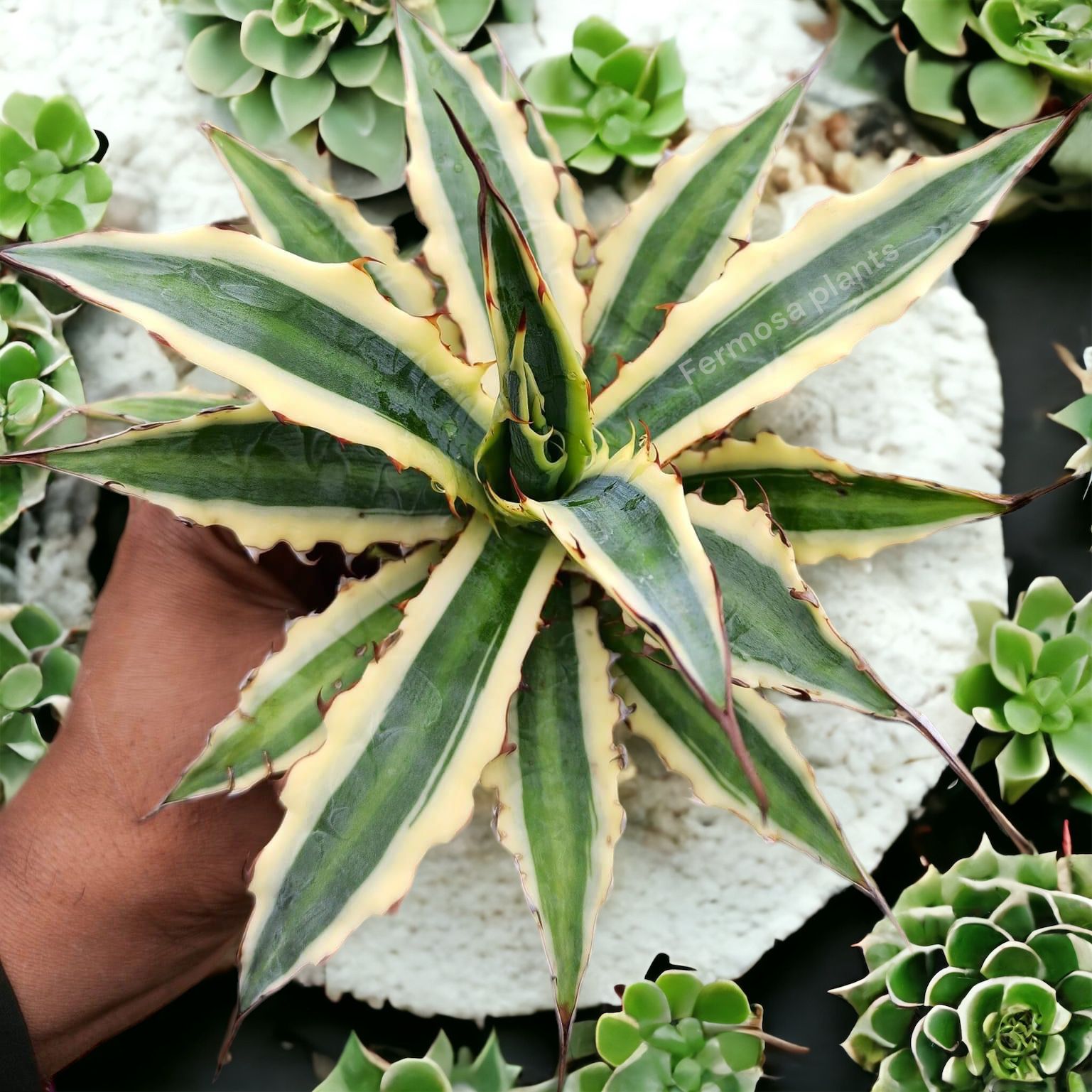 Agave Xylonacantha ‘Frostbite’