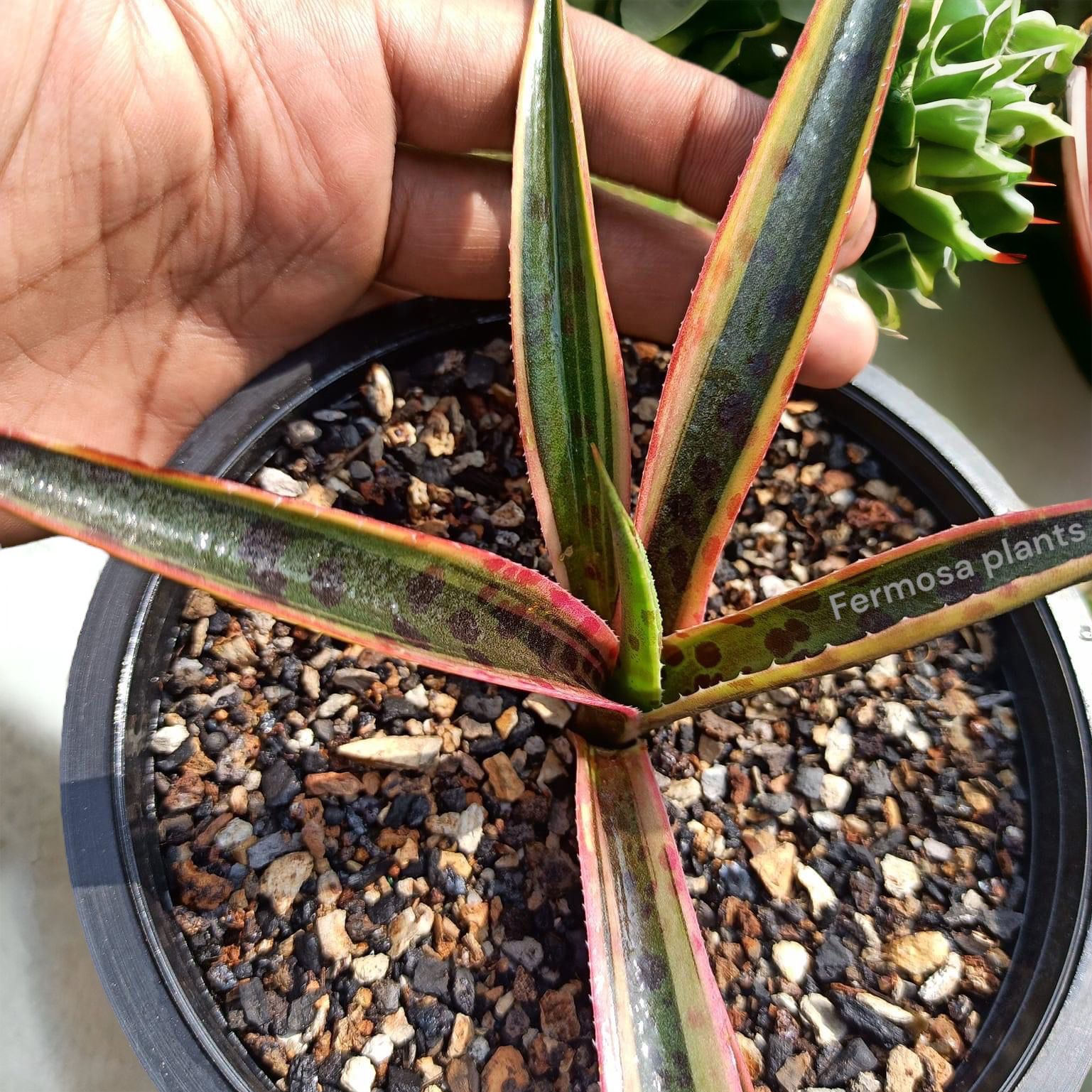 Agave 'Kliedioscope' (Mangave 'Kliedioscope')