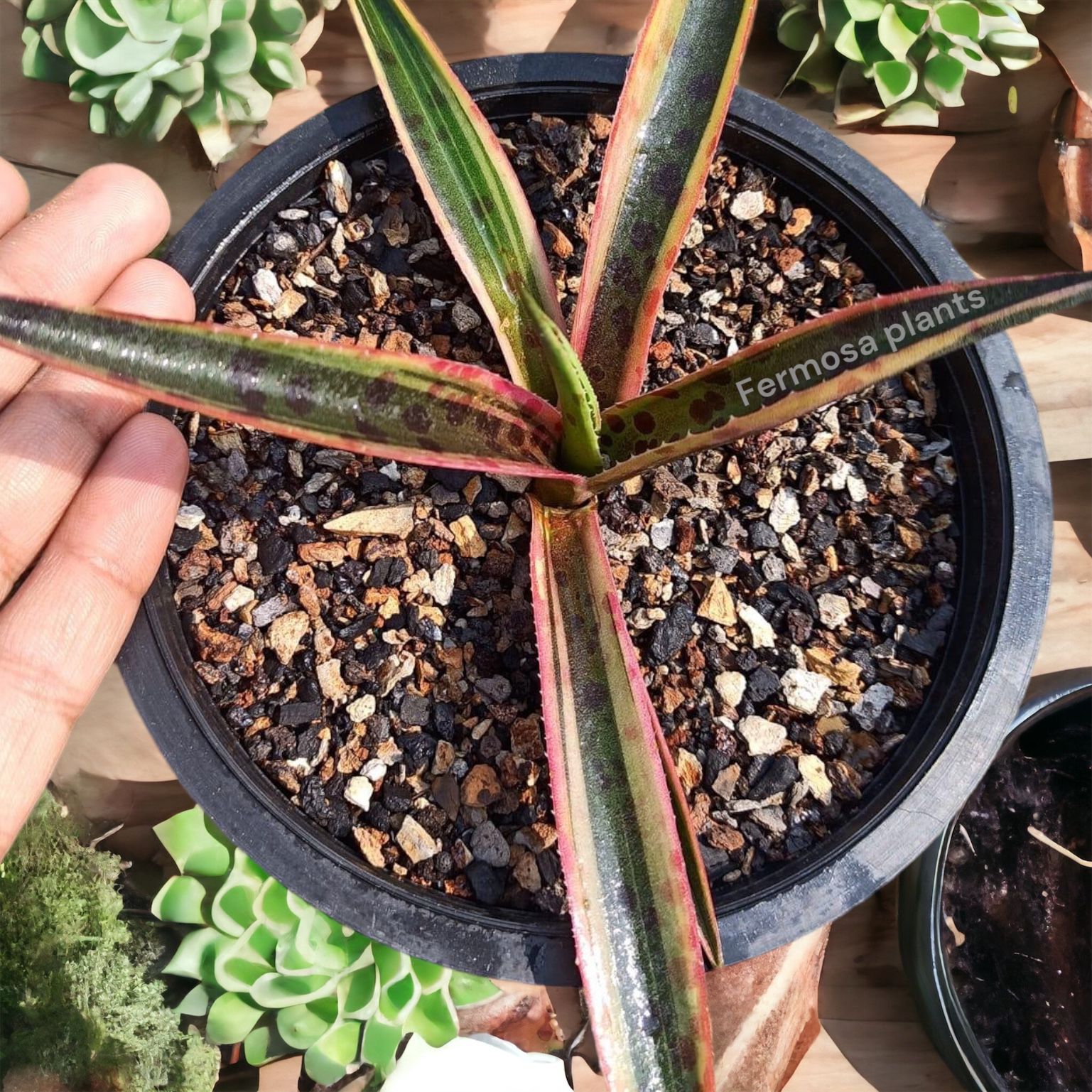 Agave 'Kliedioscope' (Mangave 'Kliedioscope')