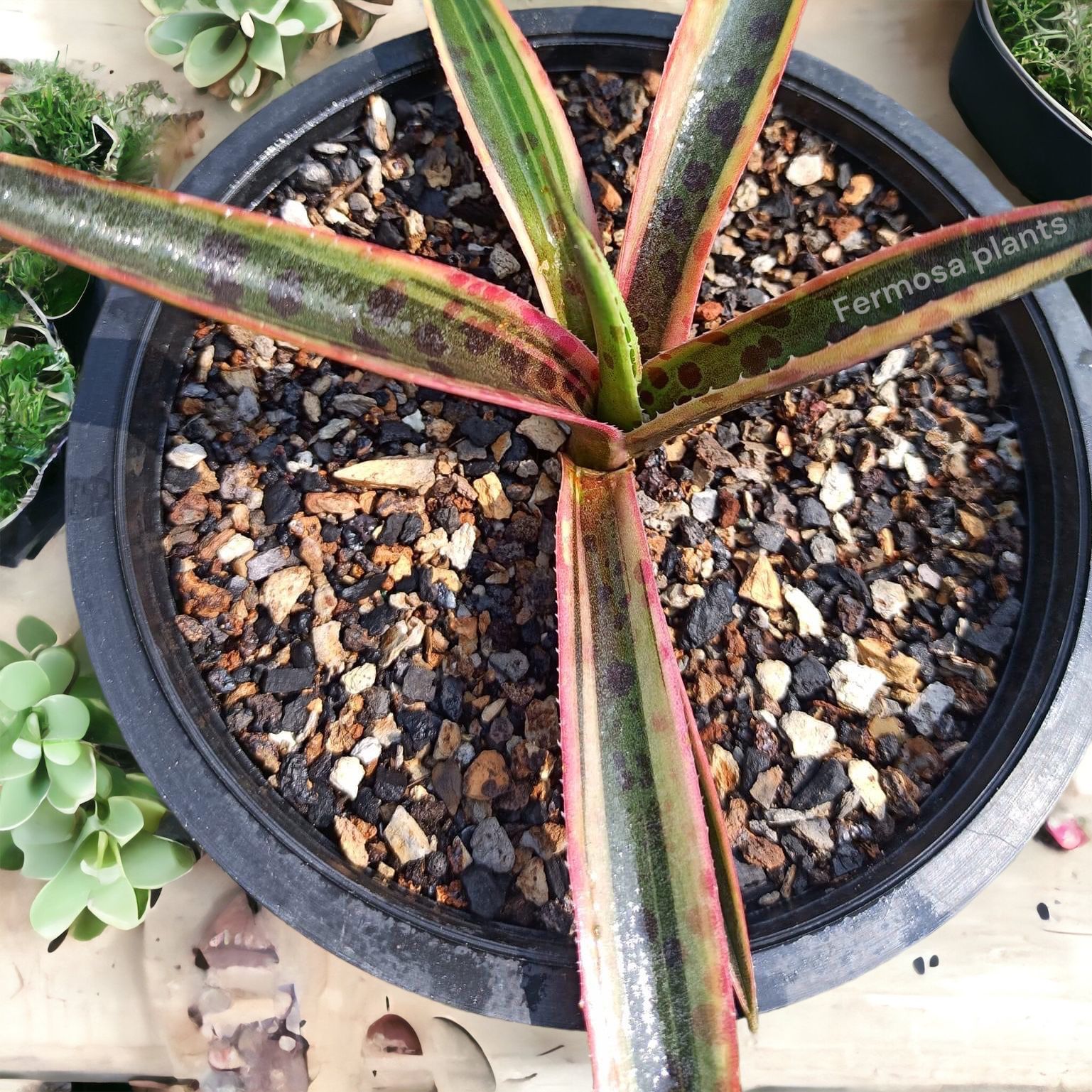 Agave 'Kliedioscope' (Mangave 'Kliedioscope')