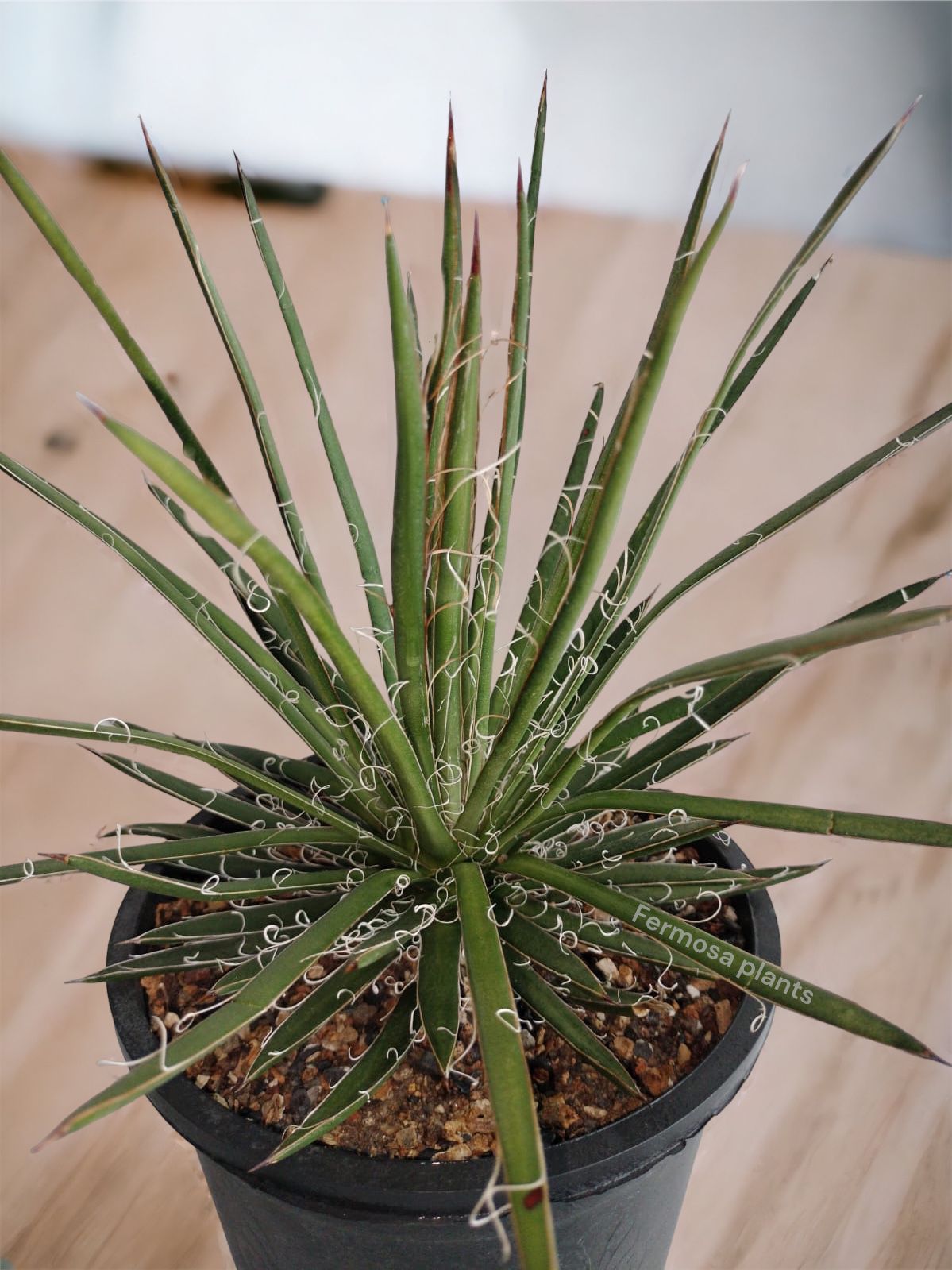 Agave x Leopodii