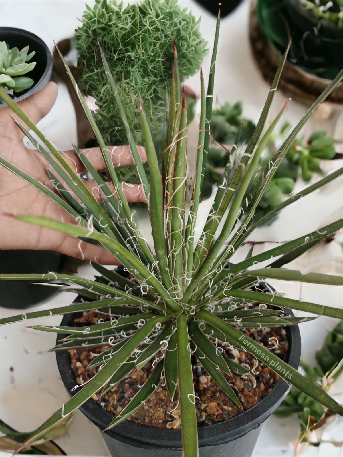 Agave x Leopodii