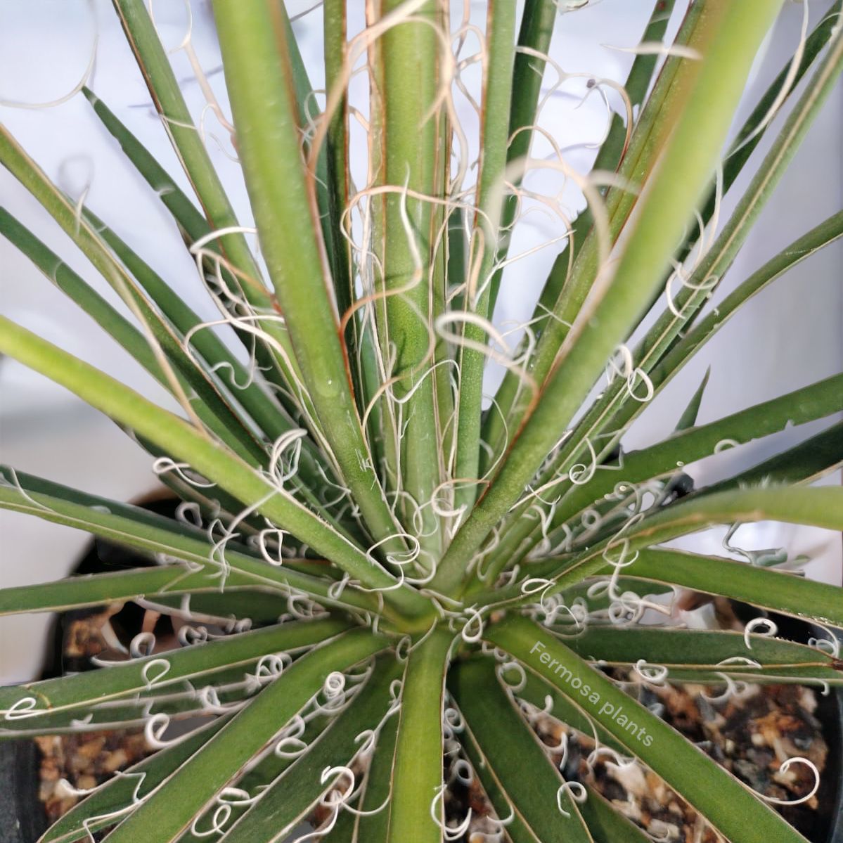 Agave x Leopodii