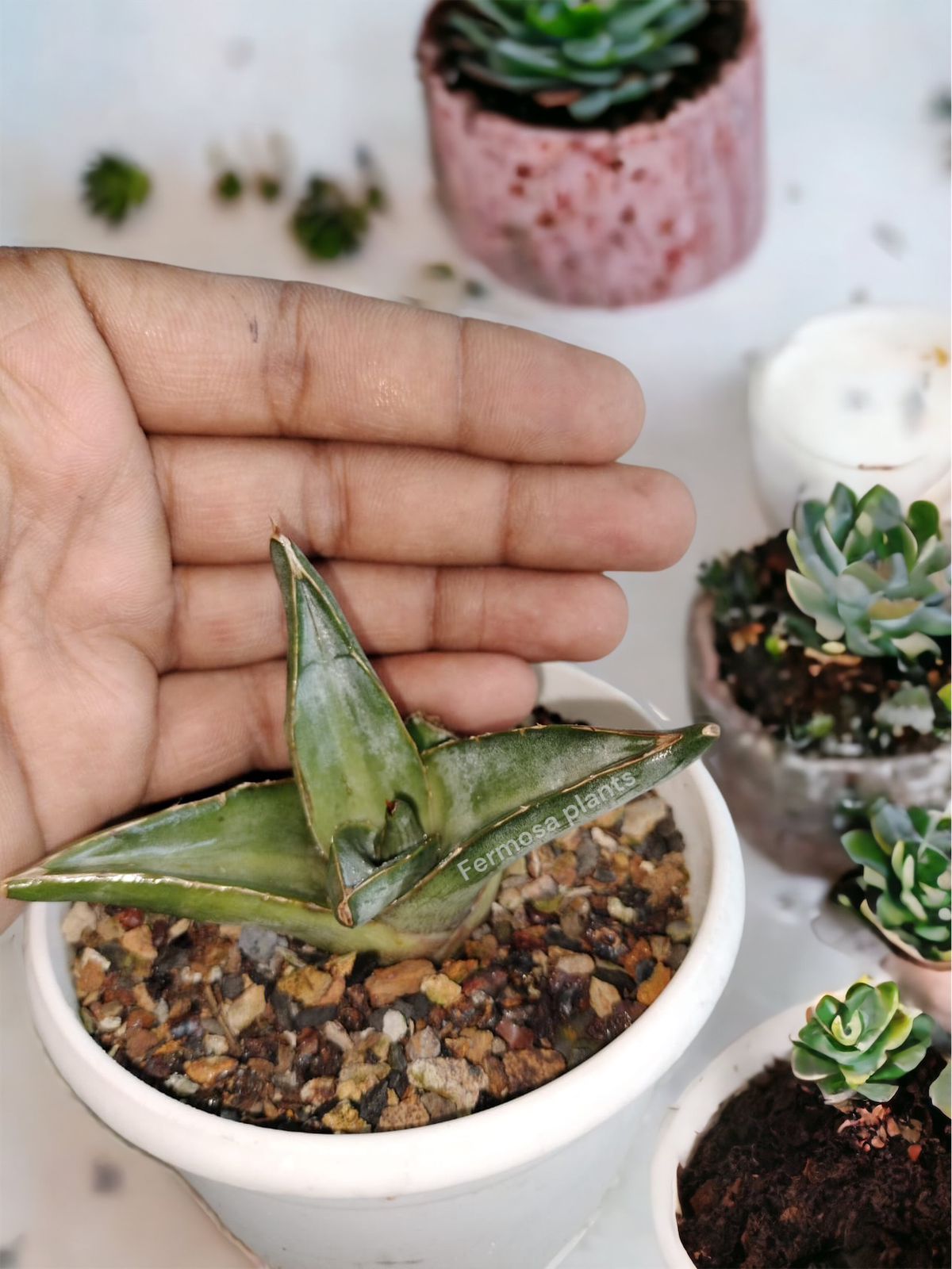 Agave Pumila