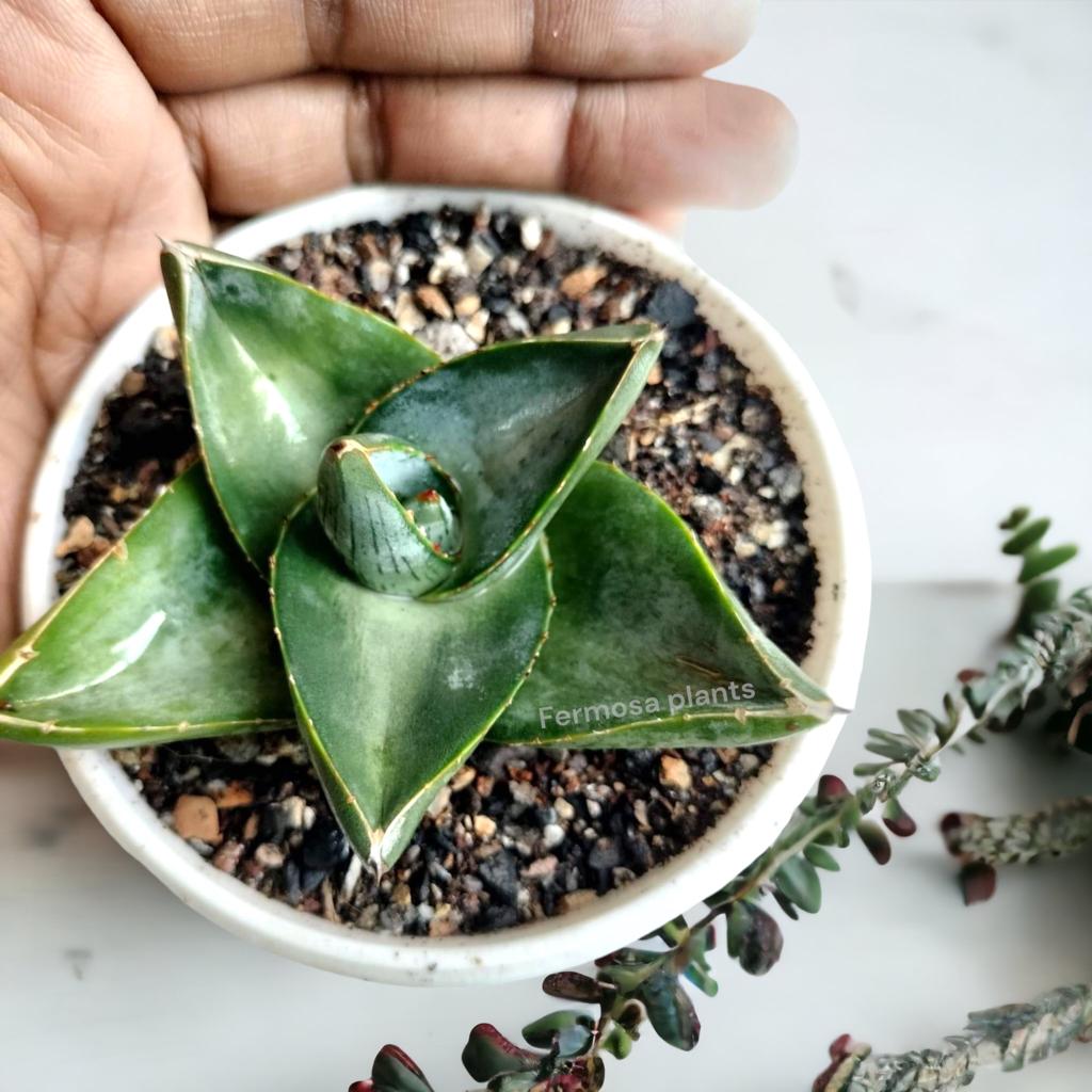 Agave Pumila