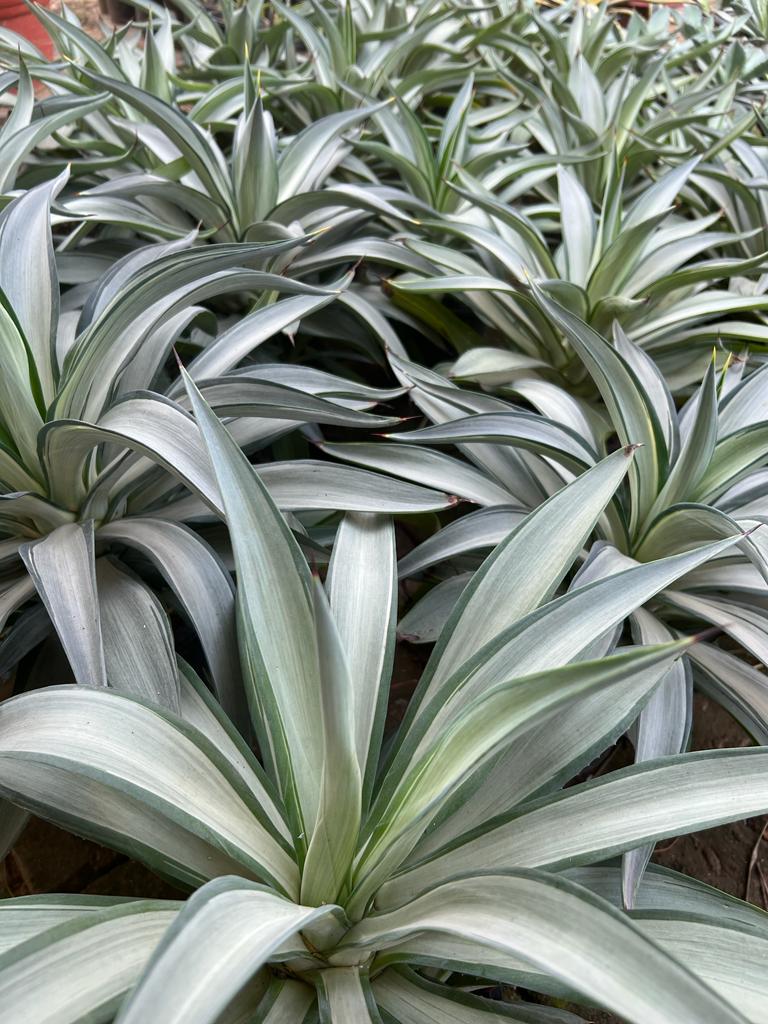 Agave Desmettiana 'Quicksilver' (Large)