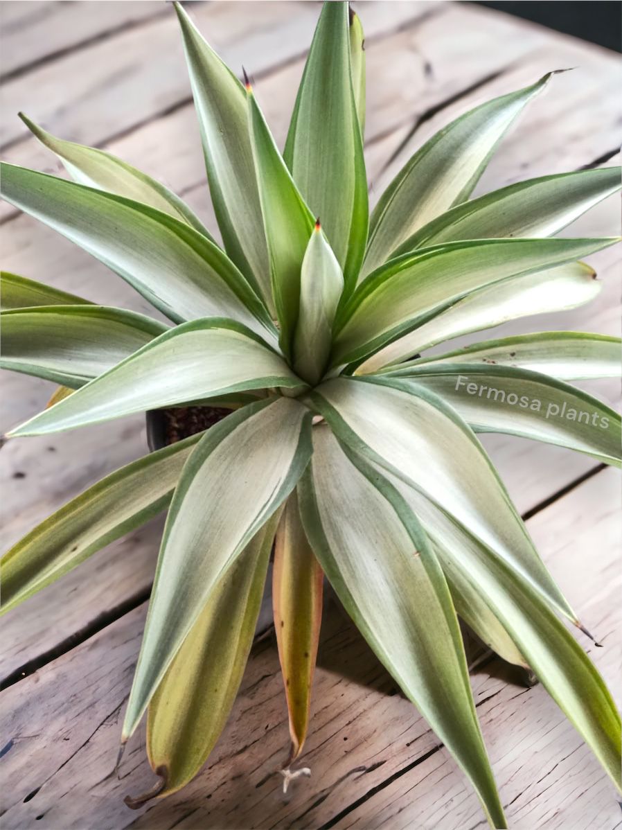 Agave Desmettiana 'Quicksilver' (Large)