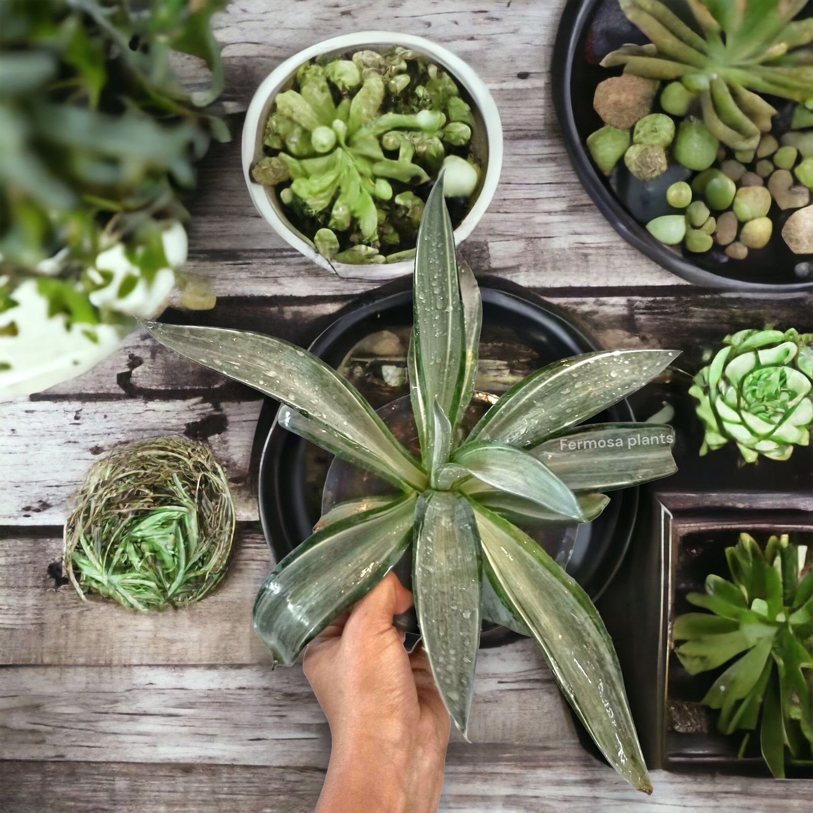 Agave Desmettiana 'Quicksilver' (Large)