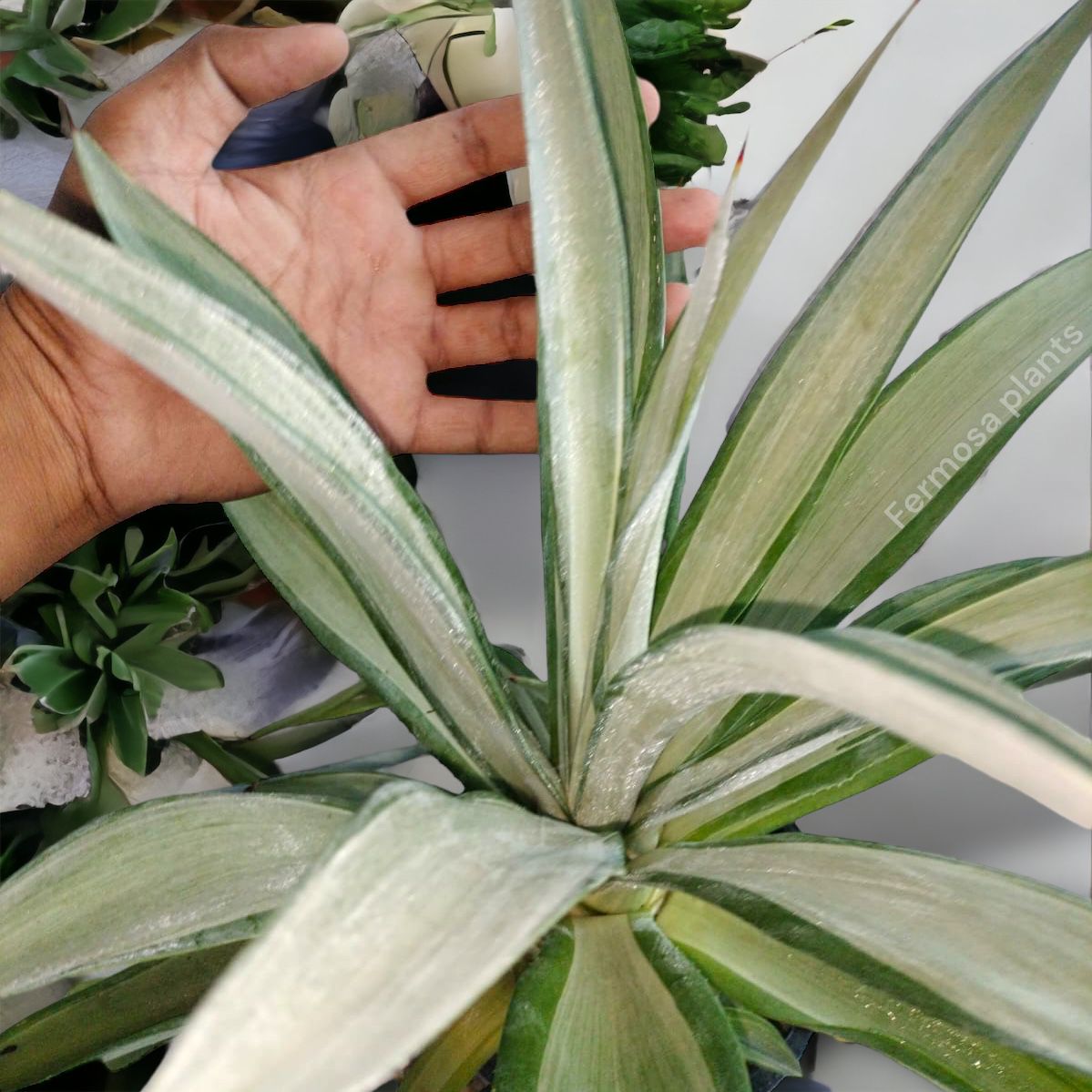 Agave Desmettiana 'Quicksilver' (Large)