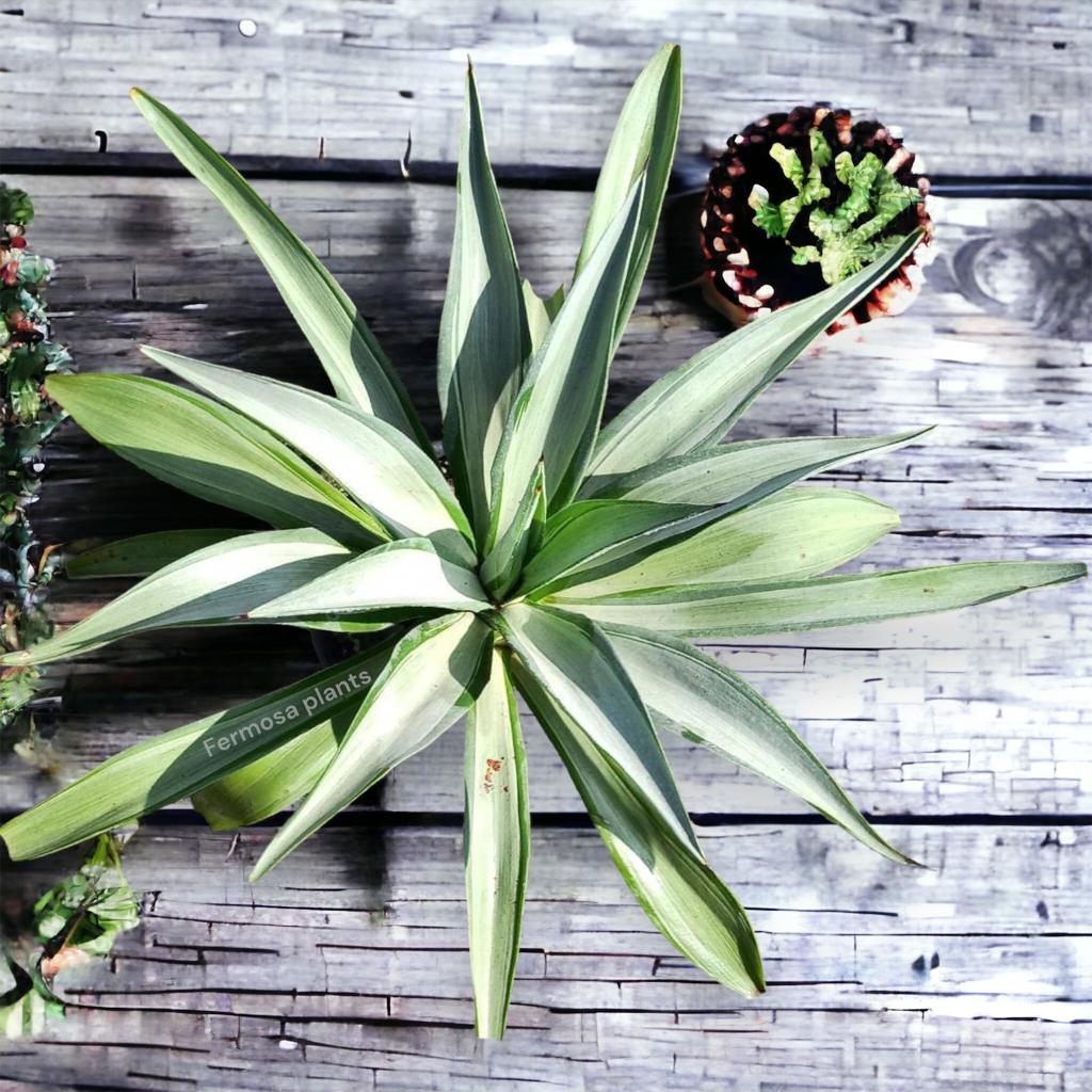 Agave Desmettiana 'Quicksilver' (Large)