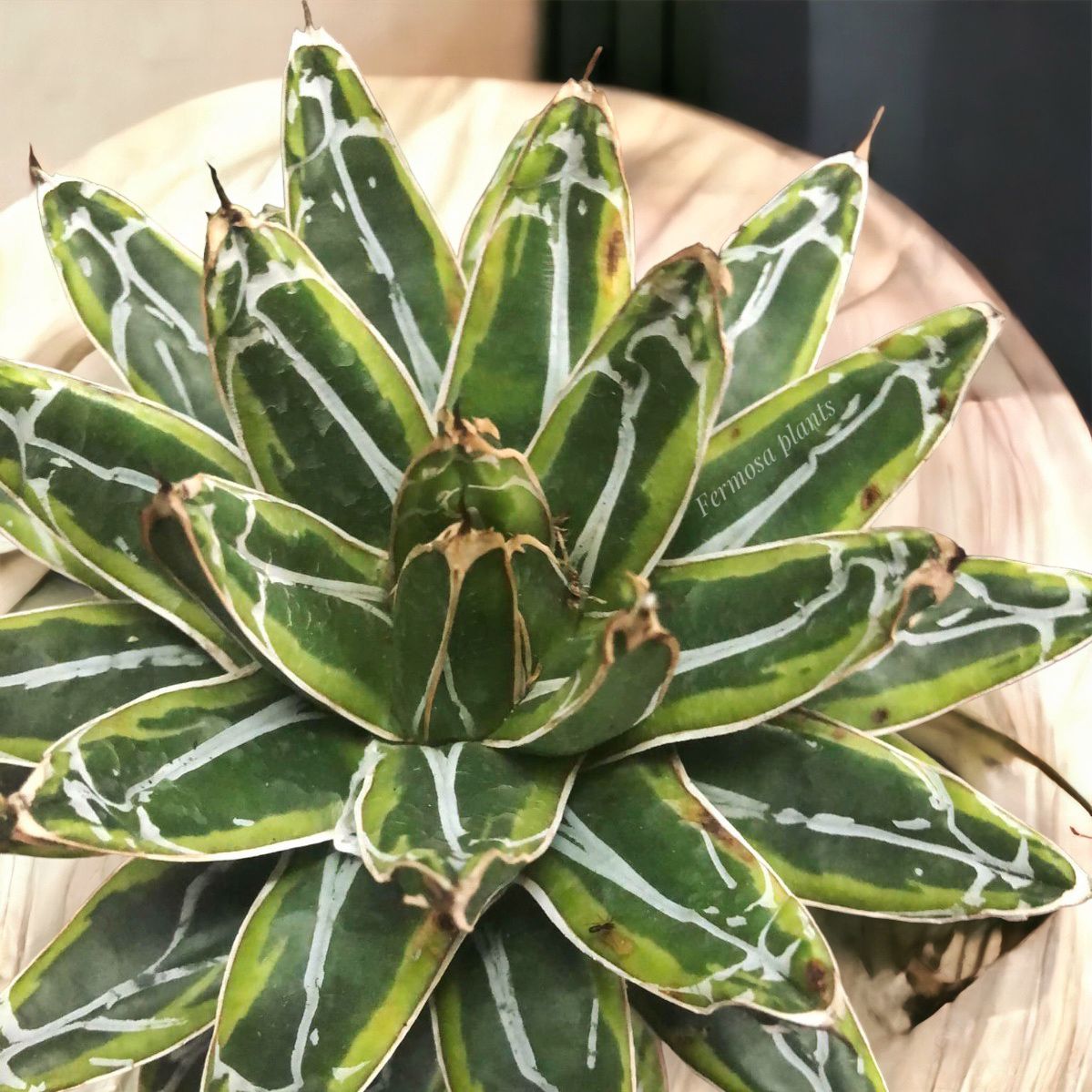 Agave AVR ‘Ring of Gold’