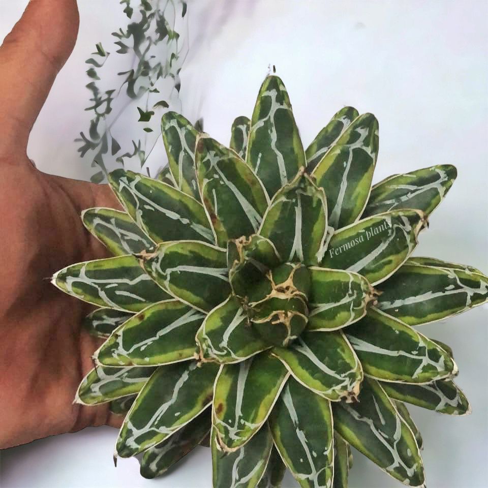 Agave AVR ‘Ring of Gold’
