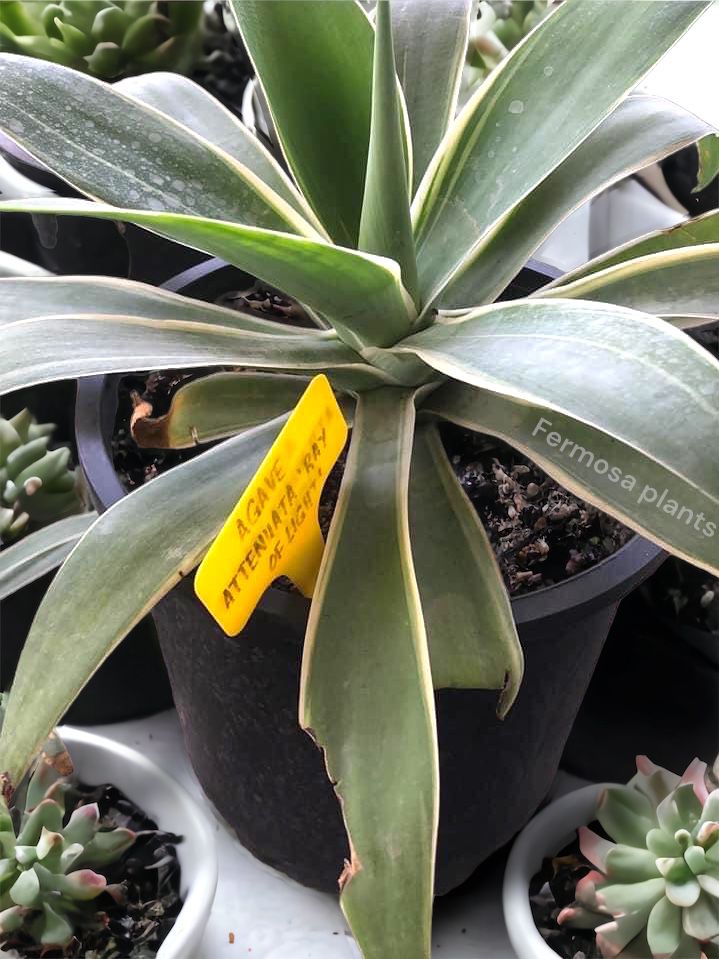Agave attenuata 'Ray of Light' (Variegated Fox Tail Agave)
