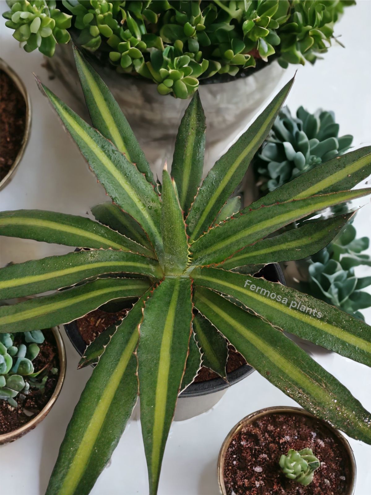 Agave lophantha 'Splendida' (Center Stripe Agave)