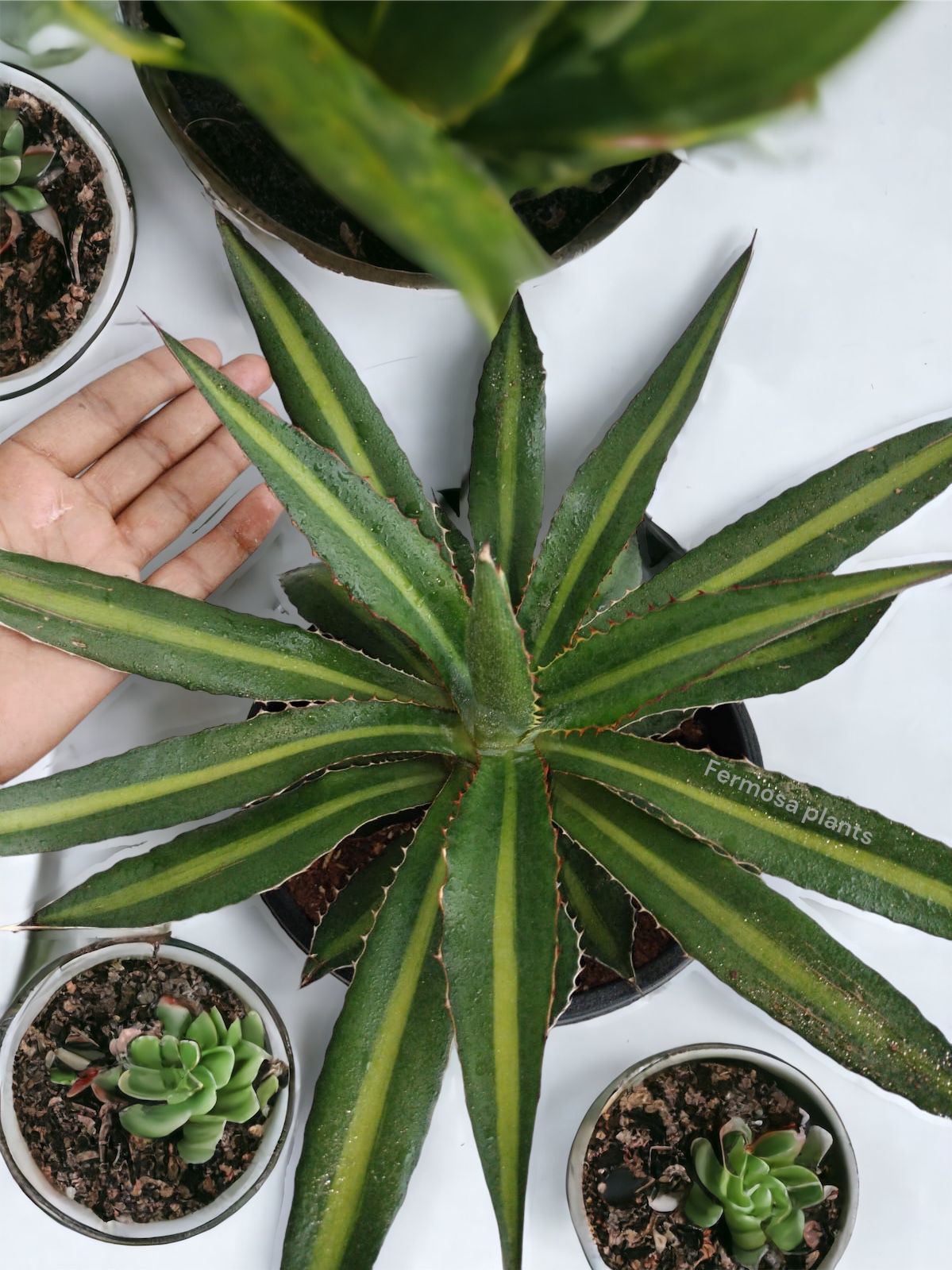 Agave lophantha 'Splendida' (Center Stripe Agave)
