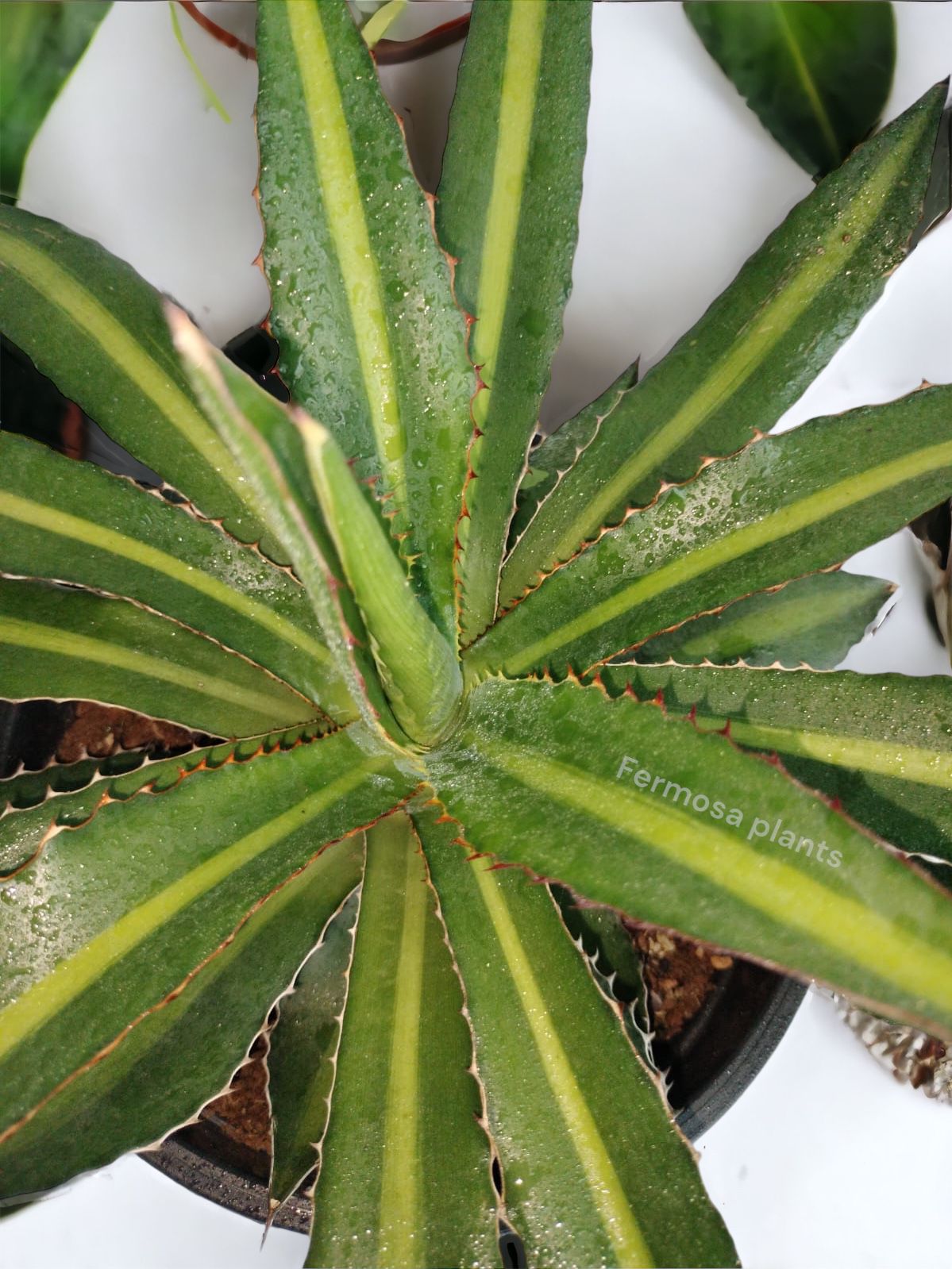 Agave lophantha 'Splendida' (Center Stripe Agave)