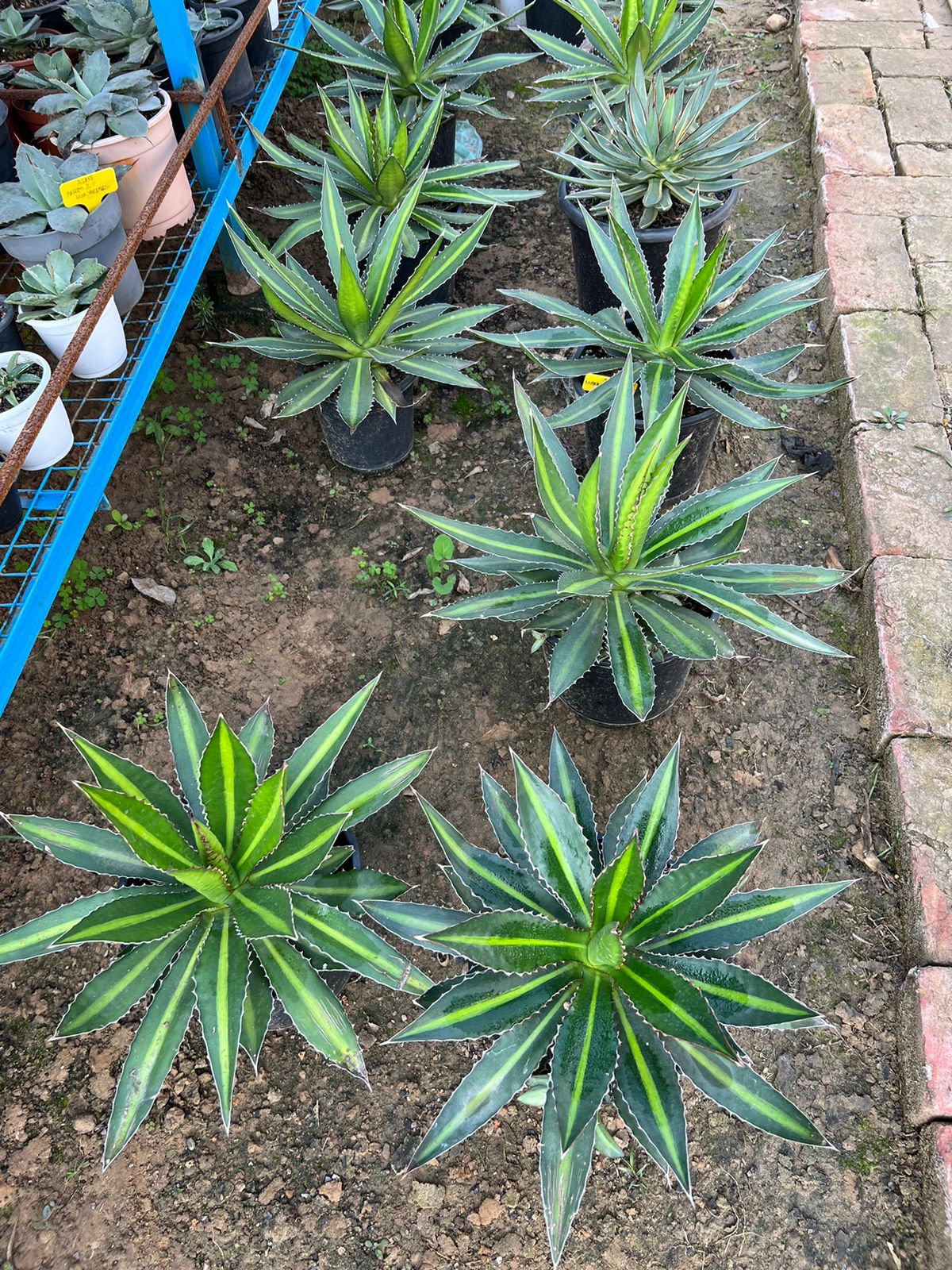 Agave lophantha 'Splendida' (Center Stripe Agave)