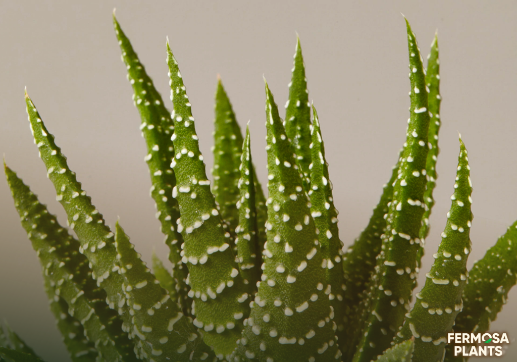 How To Care for a Haworthia