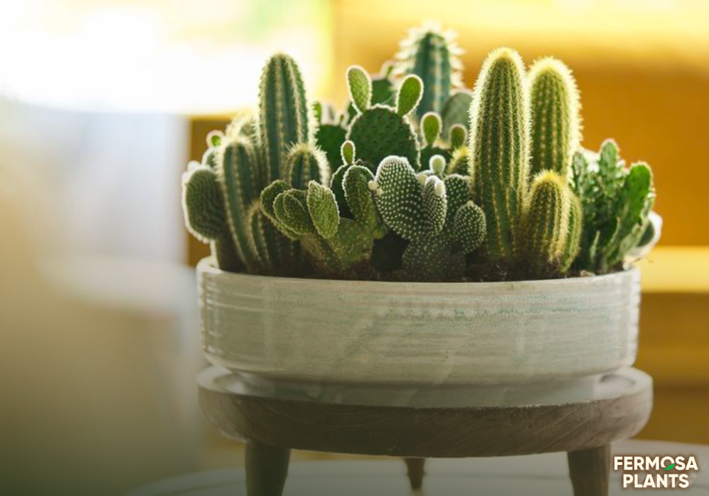 Expert Tips to Take Care of Your Cactus