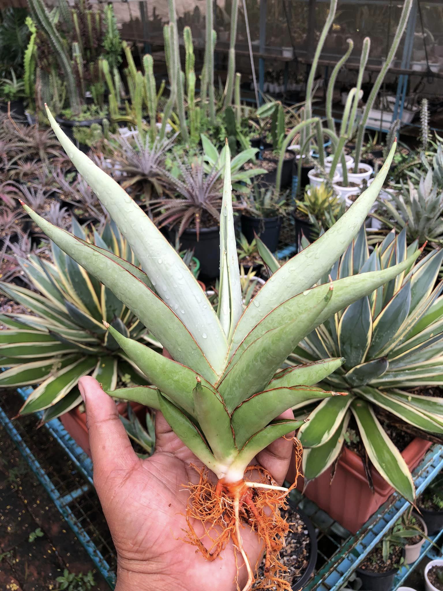 Sansevieria Chao Pharya Large Plant