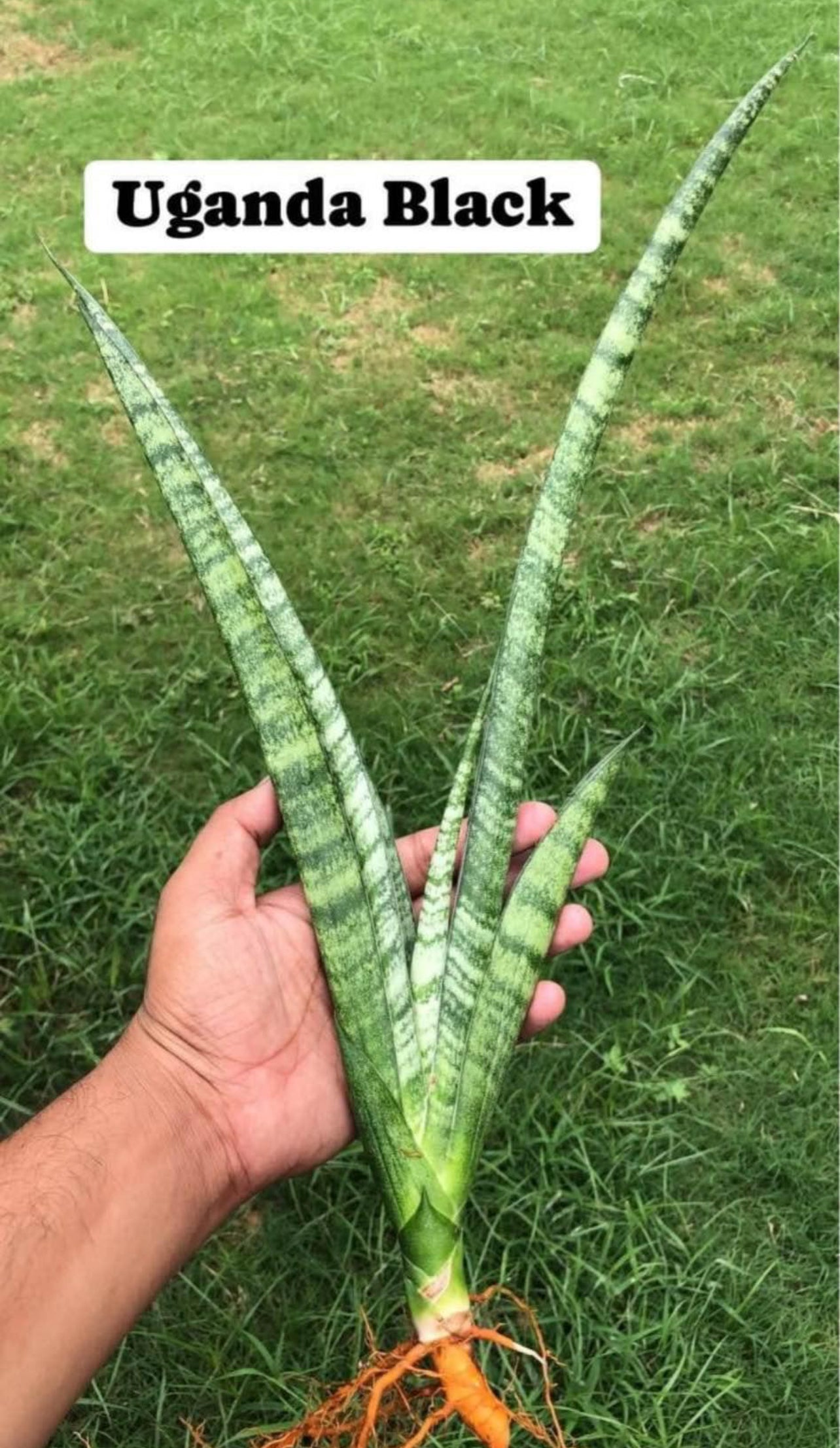 Sansevieria Large Plants Combo #113