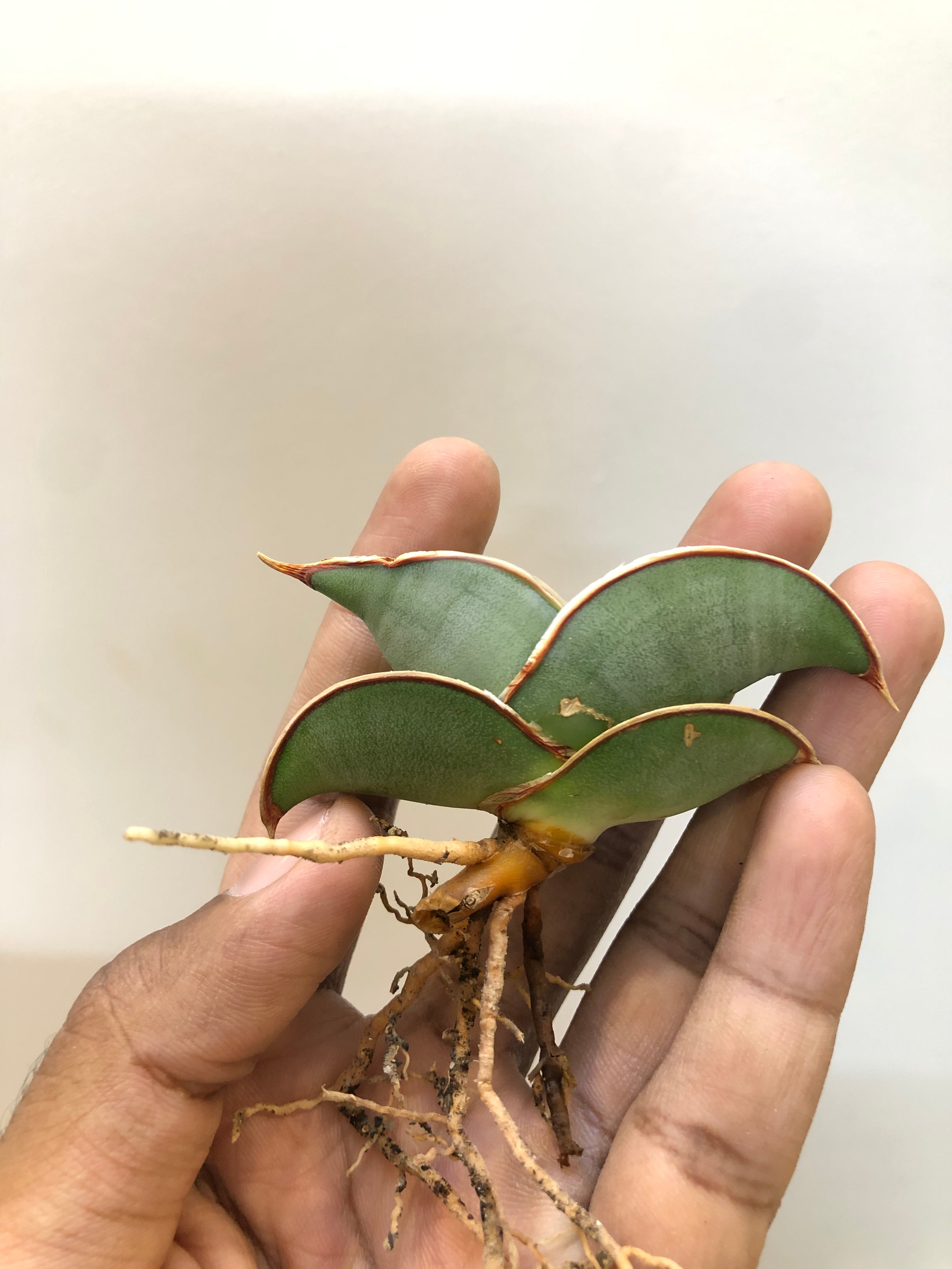 Sansevieria BANANA