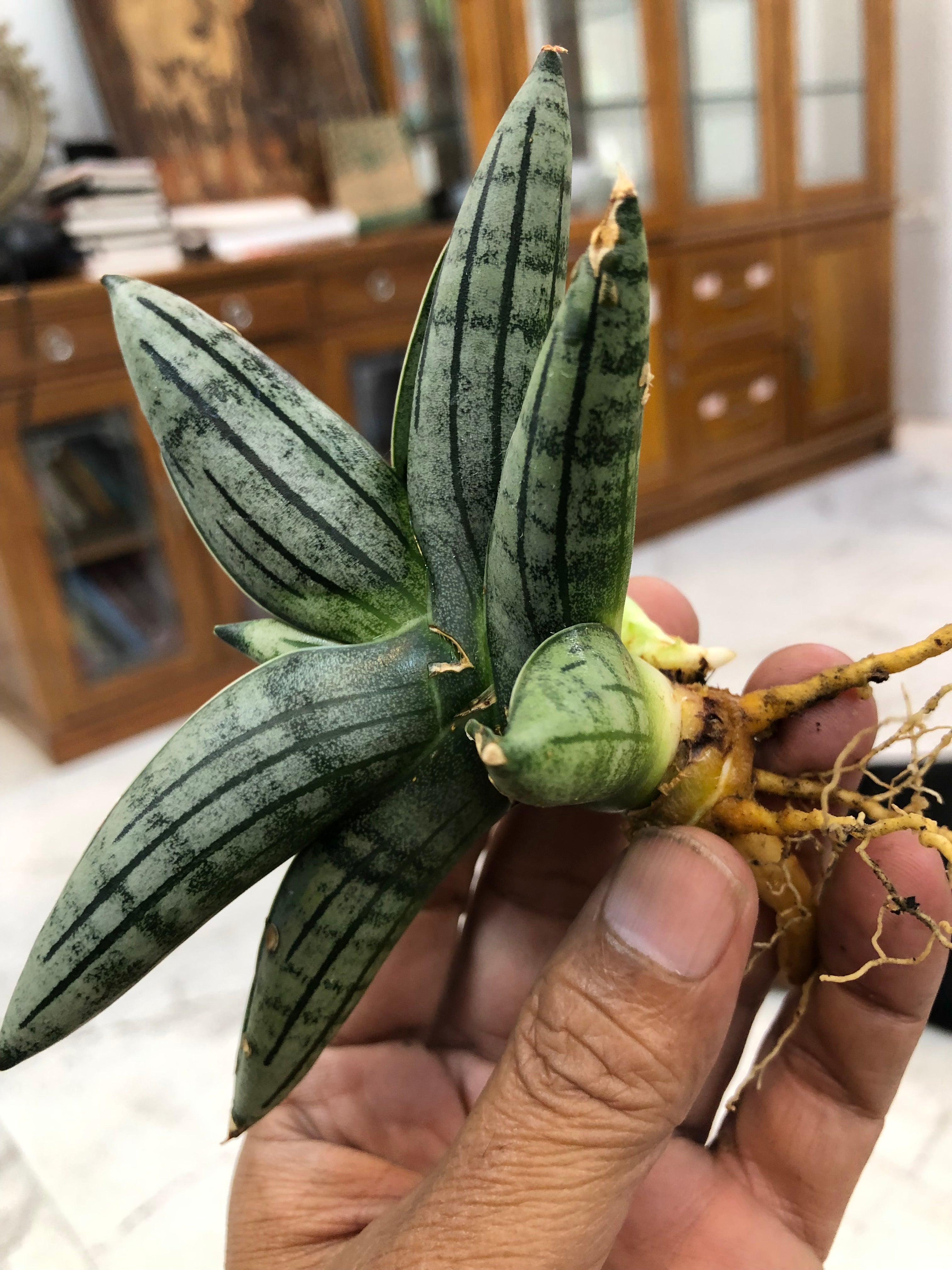 Sansevieria MELON