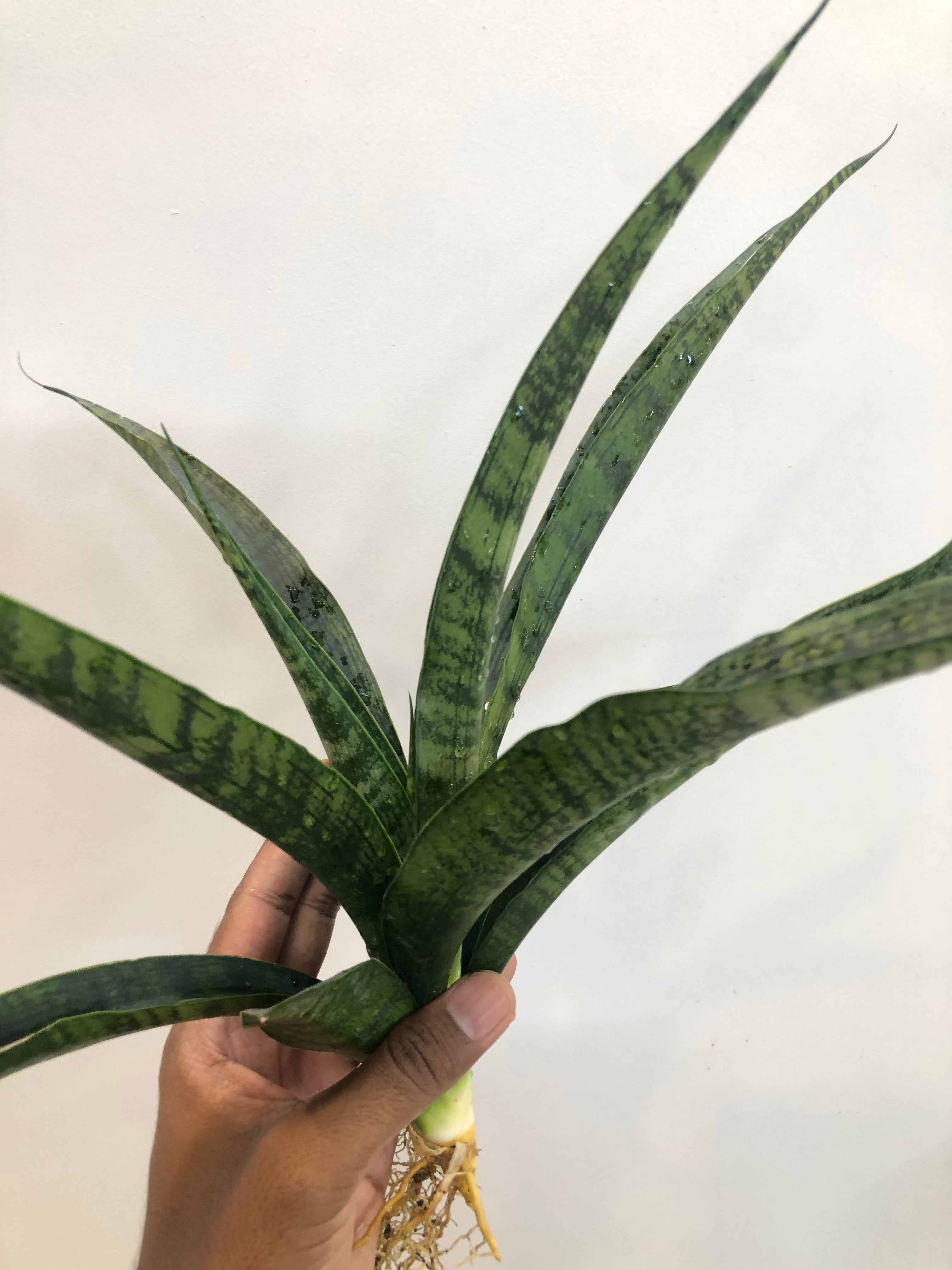 Sansevieria BALLERIAN SPECIMEN