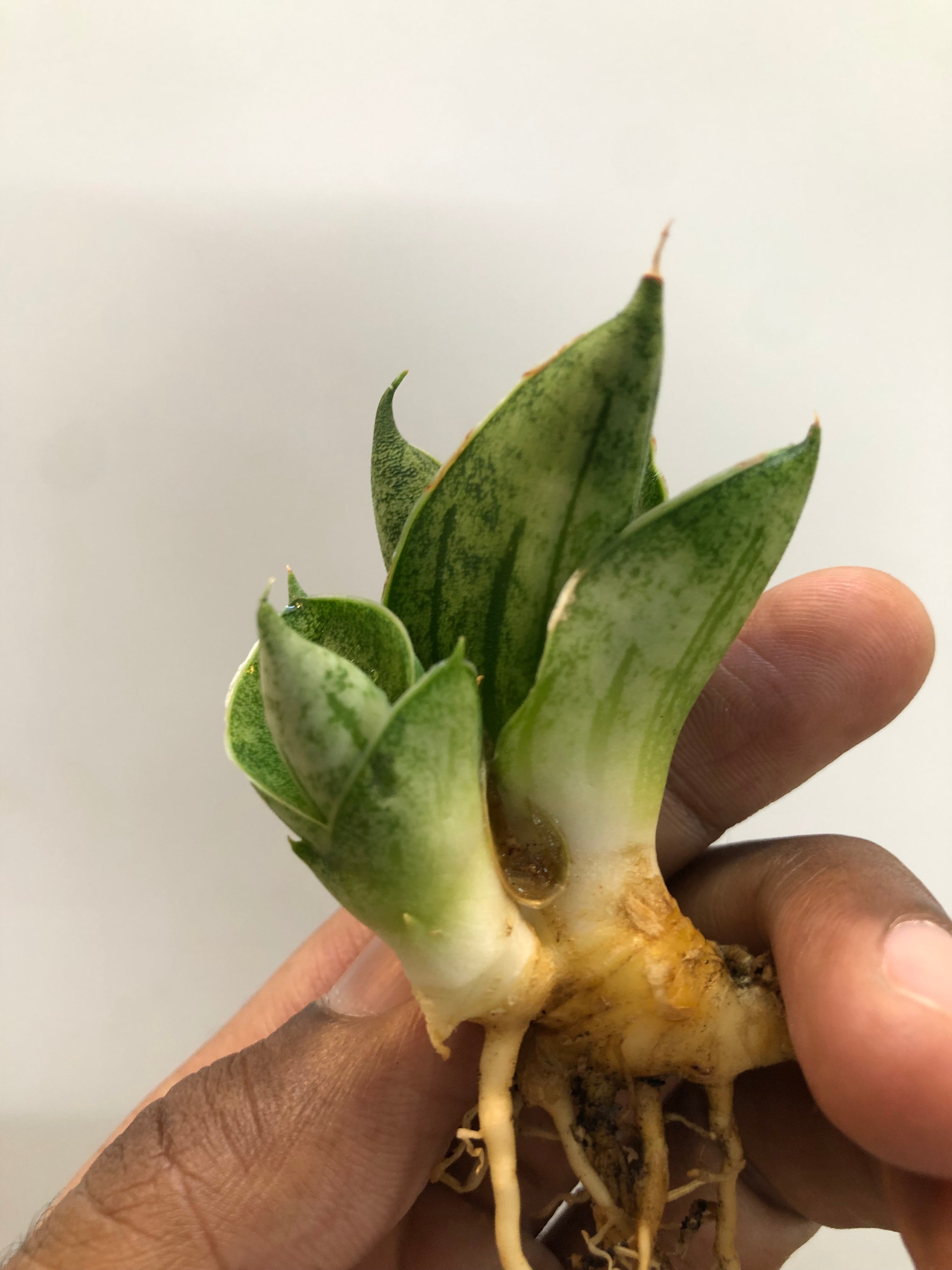 Sansevieria MINI ROSE WITH PUP